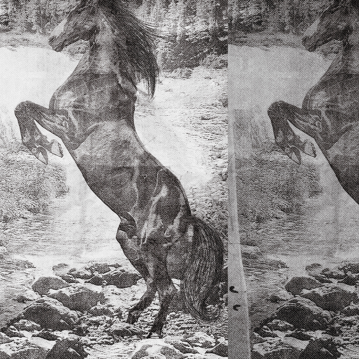 Mostra il prodotto El Caballo De Andy del produttore Wall&decò