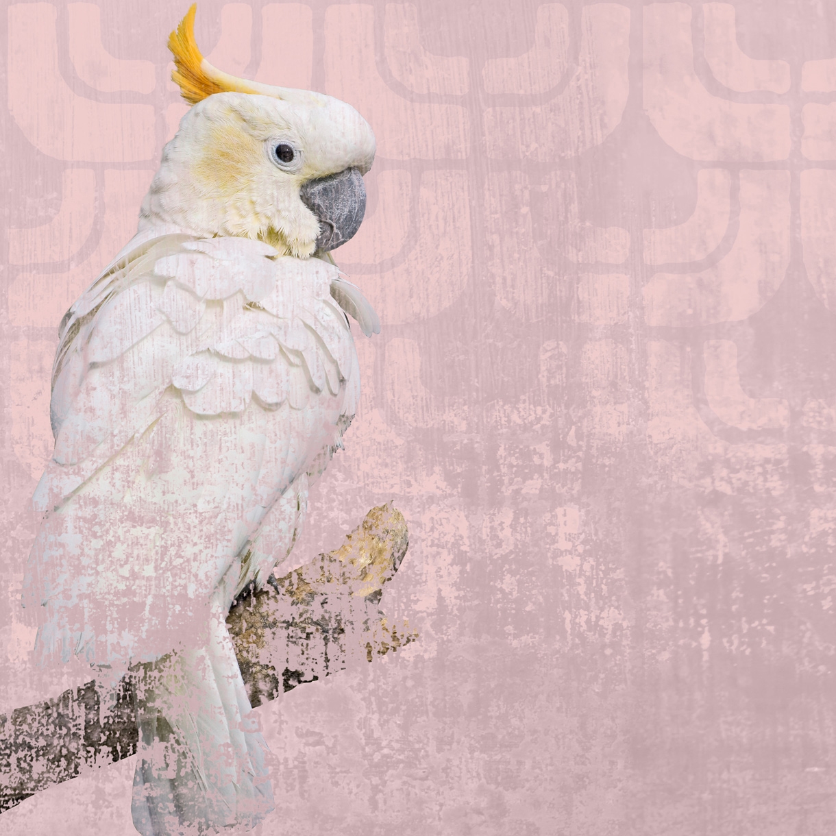 Cockatoo