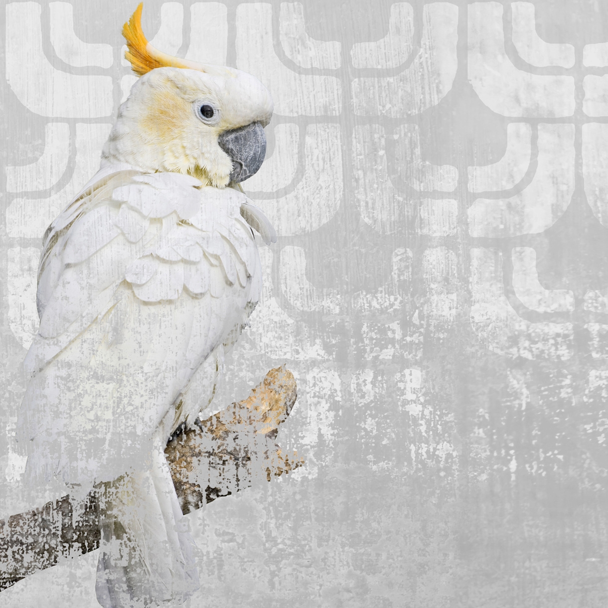 Cockatoo