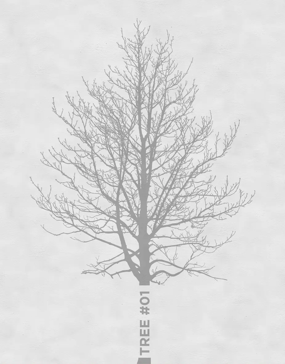 Wall&decò - Tree