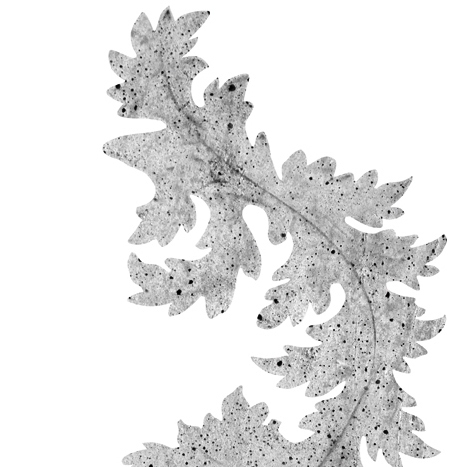 Akanthus