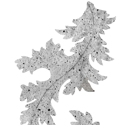Akanthus