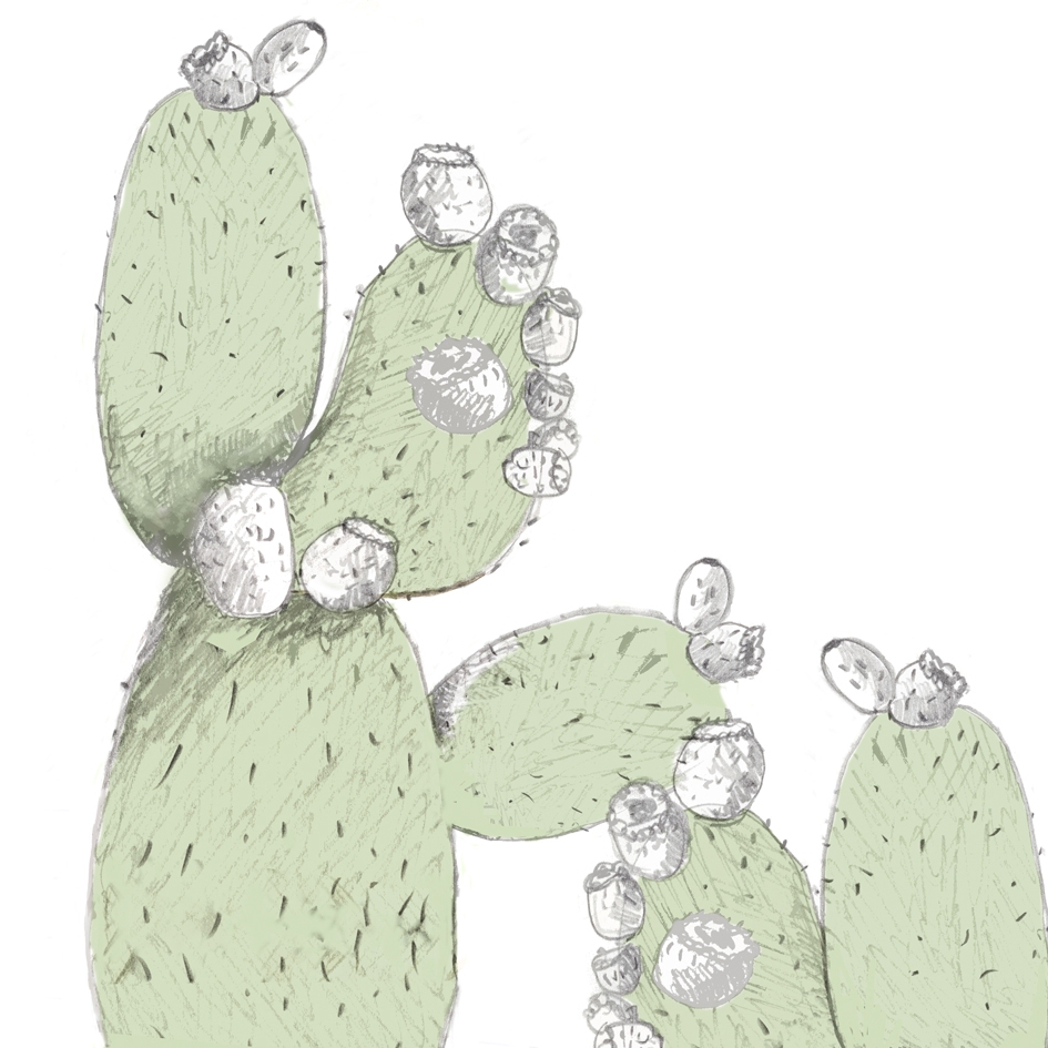 Cactus Juice