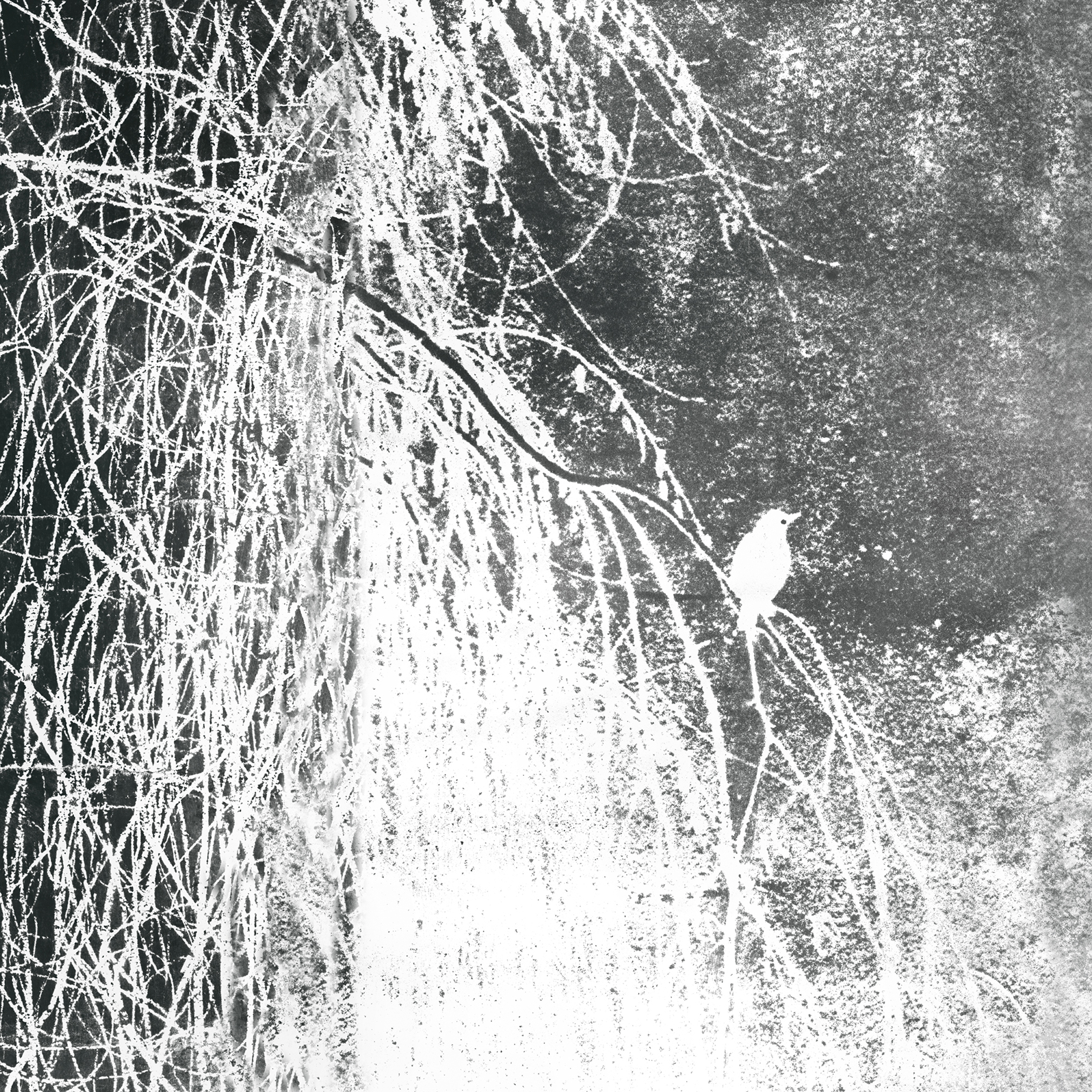 Mostra il prodotto Alba Salix del produttore Wall&decò