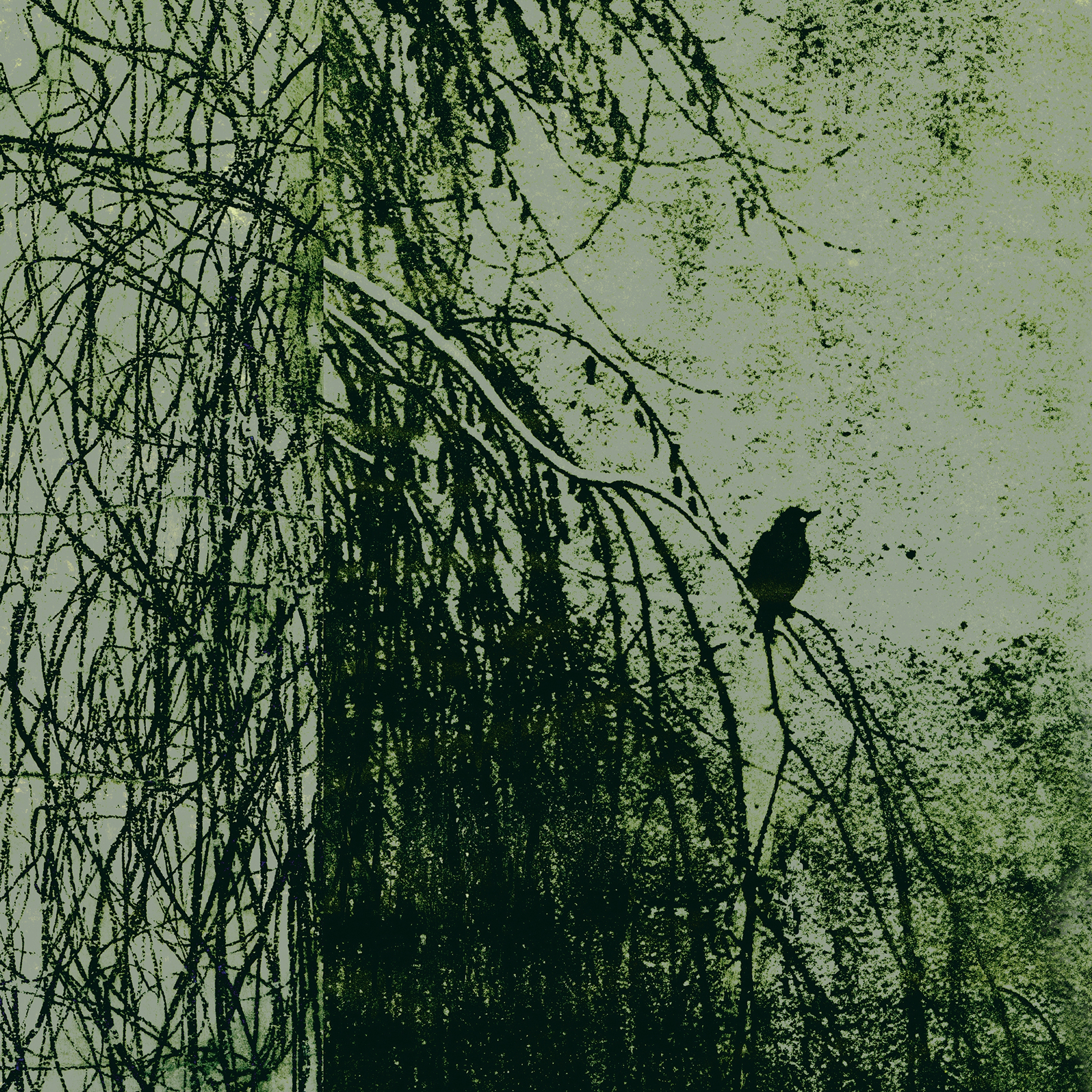 Alba Salix