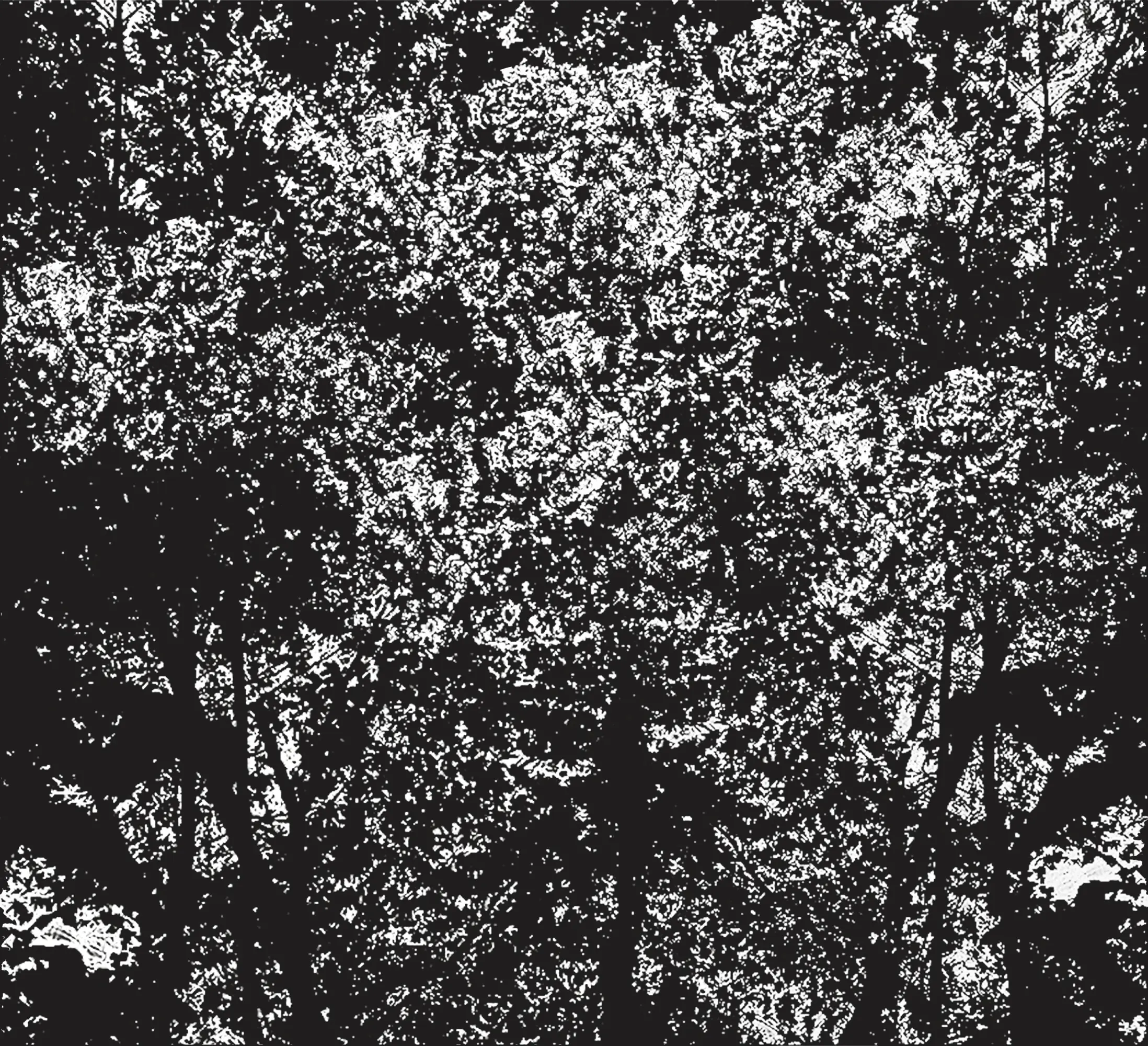Wall&decò - In The Bush