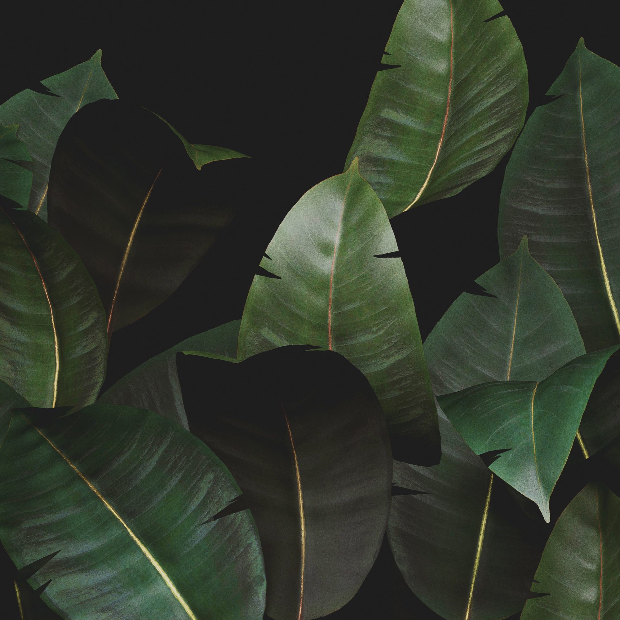 Zamia