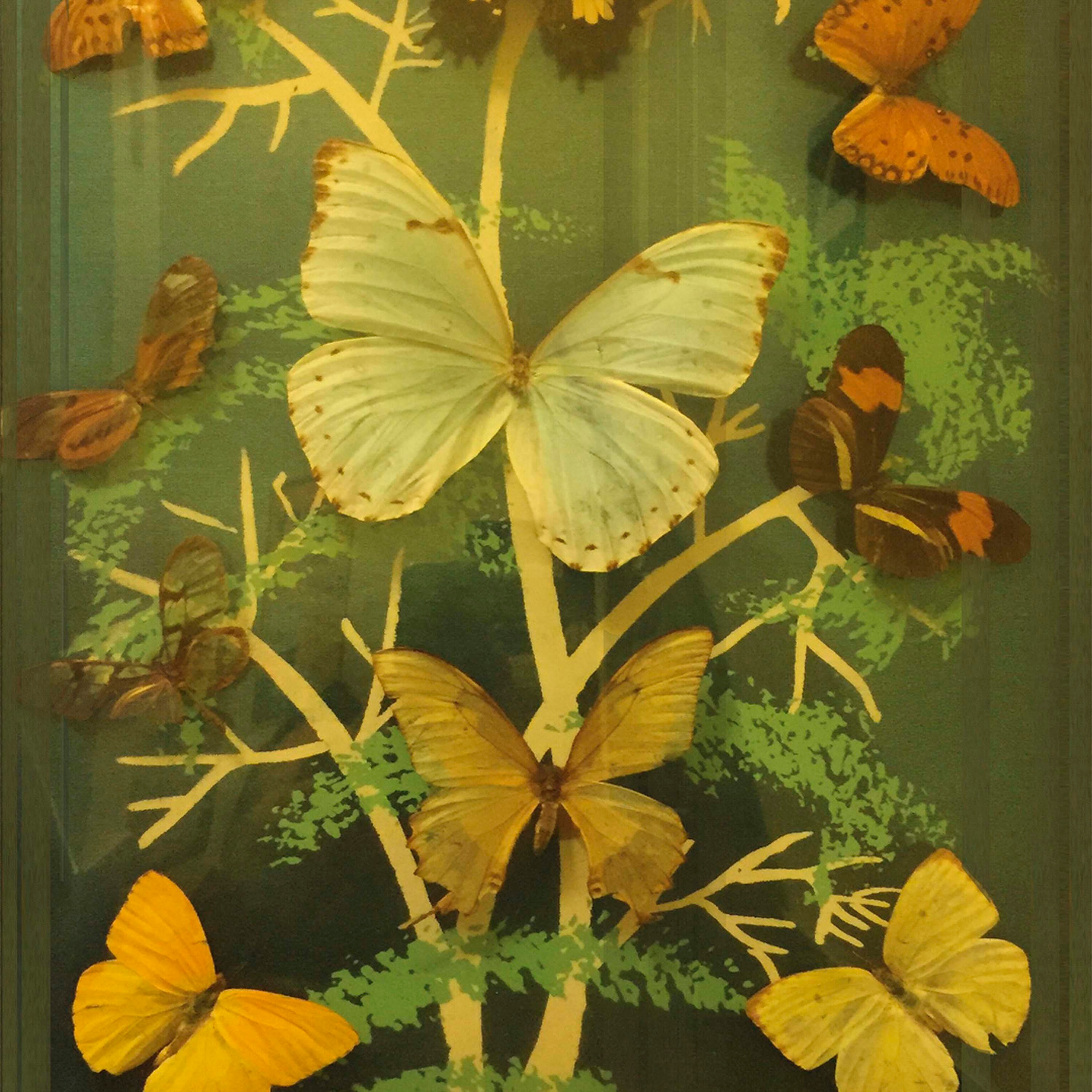 Mostra il prodotto Madame butterfly del produttore Wall&decò