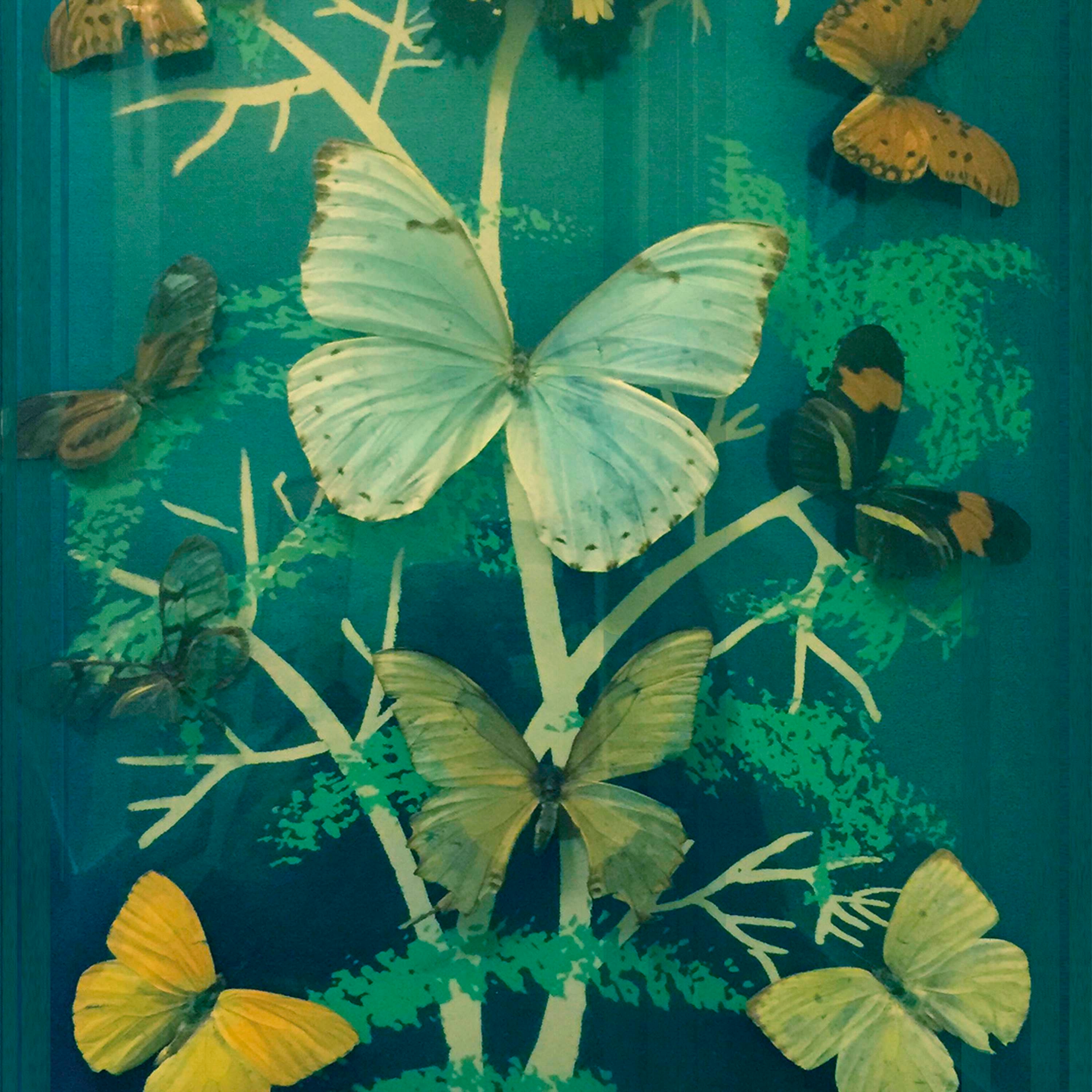 Madame butterfly