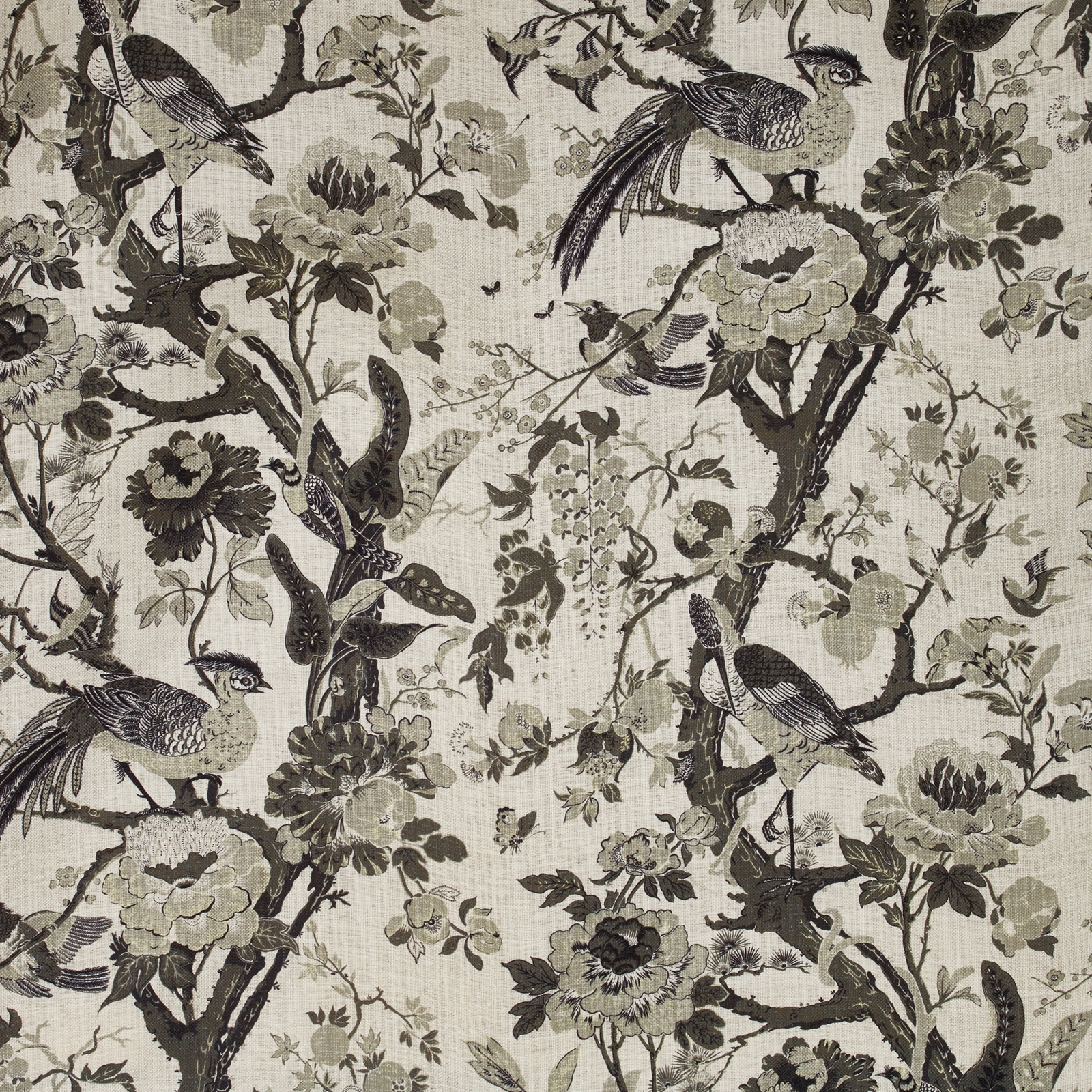 Silkbird col. 002