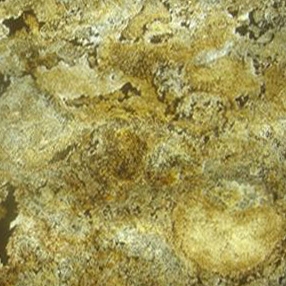 Produkt Dünnschiefer LBT 1100 California Gold des Herstellers StoneslikeStones anzeigen