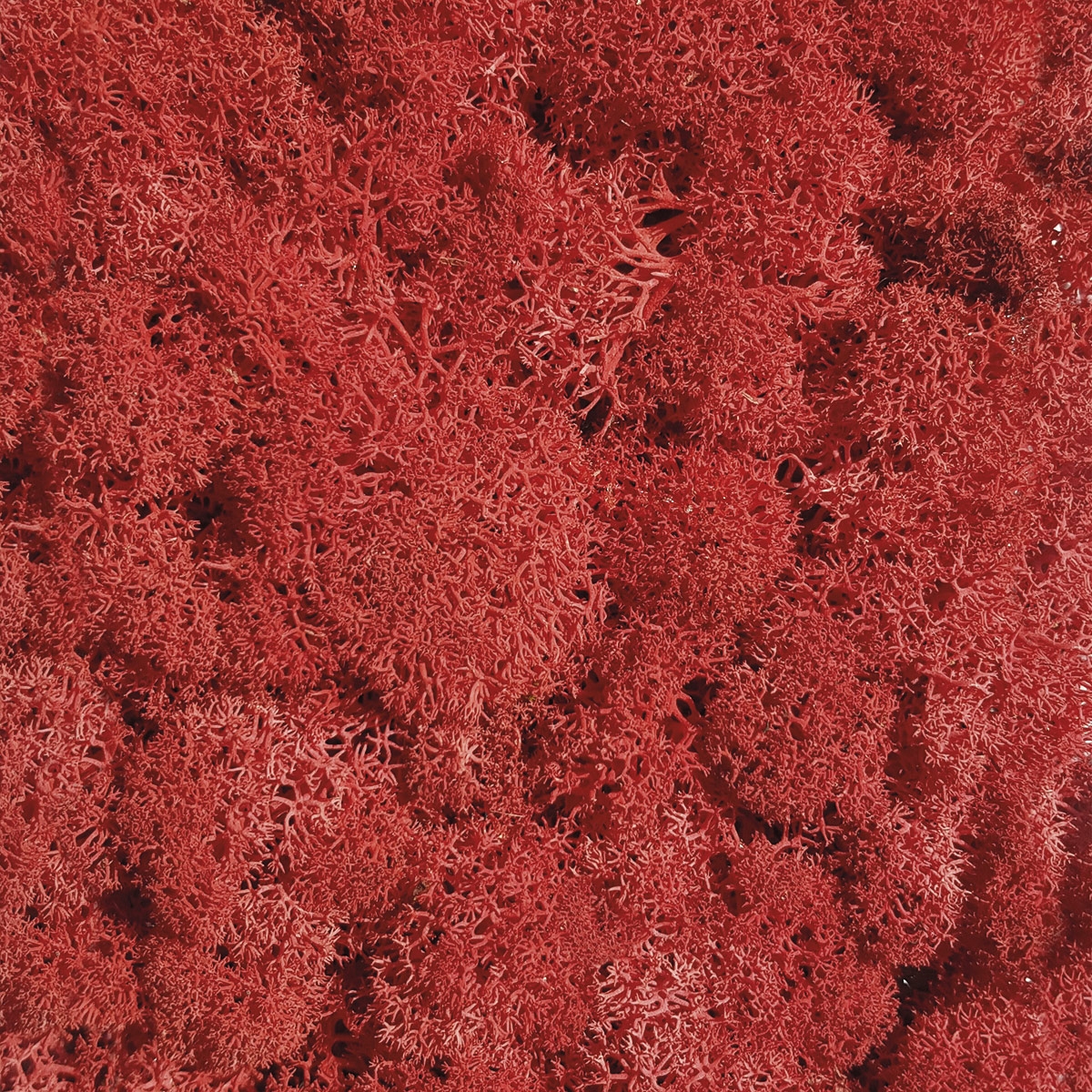 Vertoon produk Islandmoos rot van vervaardiger StoneslikeStones