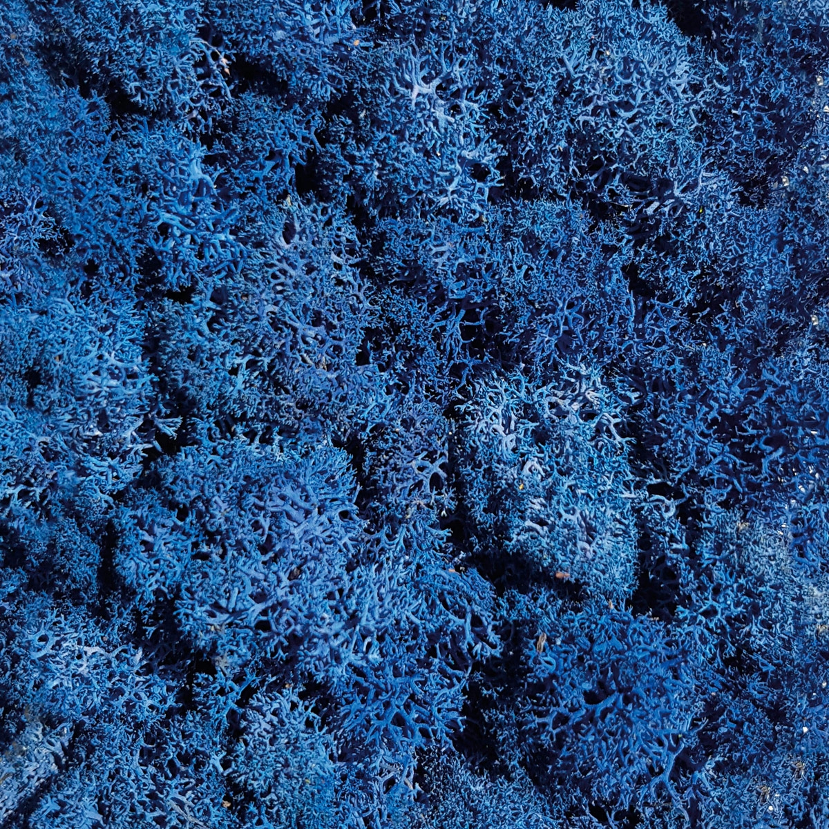 Vertoon produk Islandmoos blau van vervaardiger StoneslikeStones