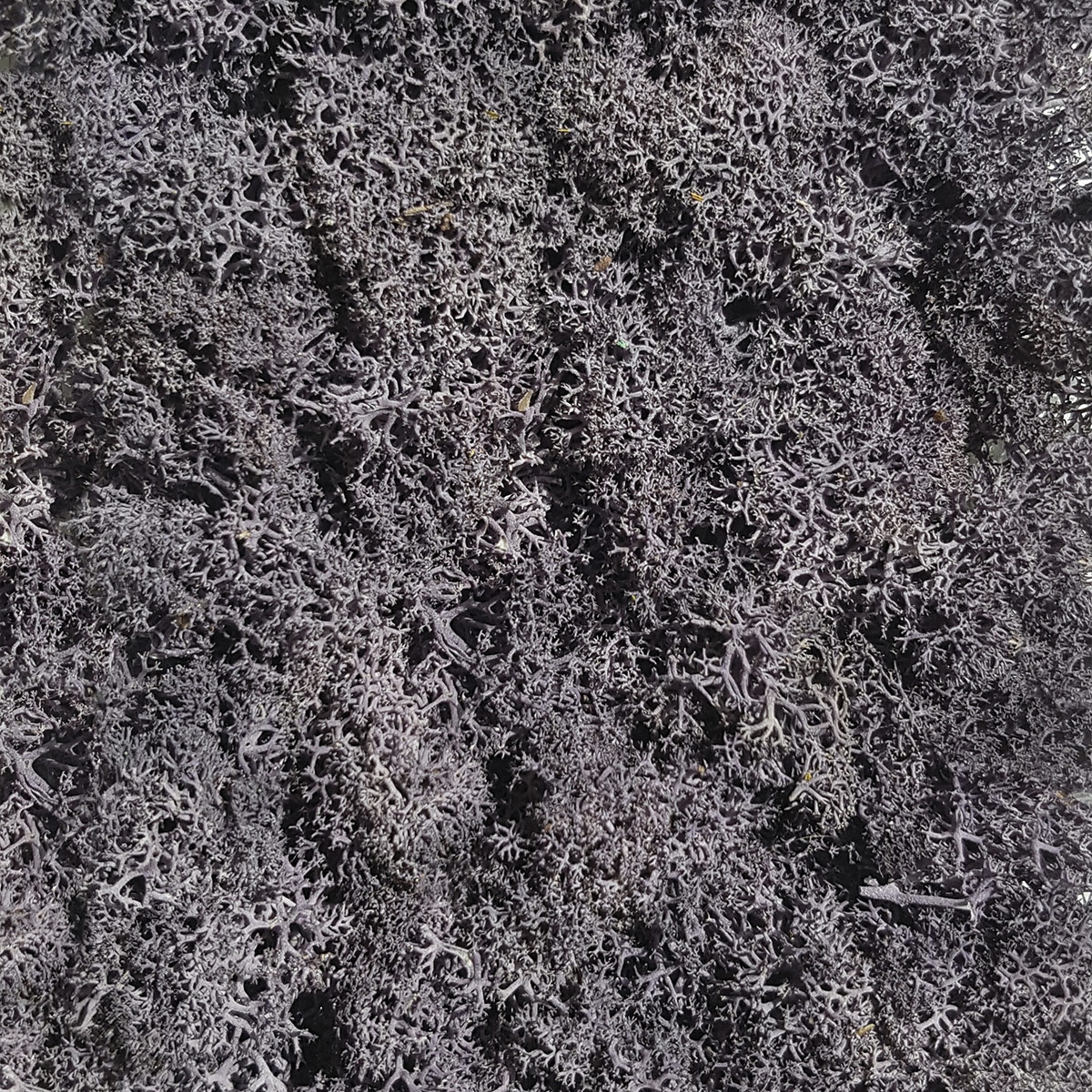 Vertoon produk Islandmoos Flieder van vervaardiger StoneslikeStones