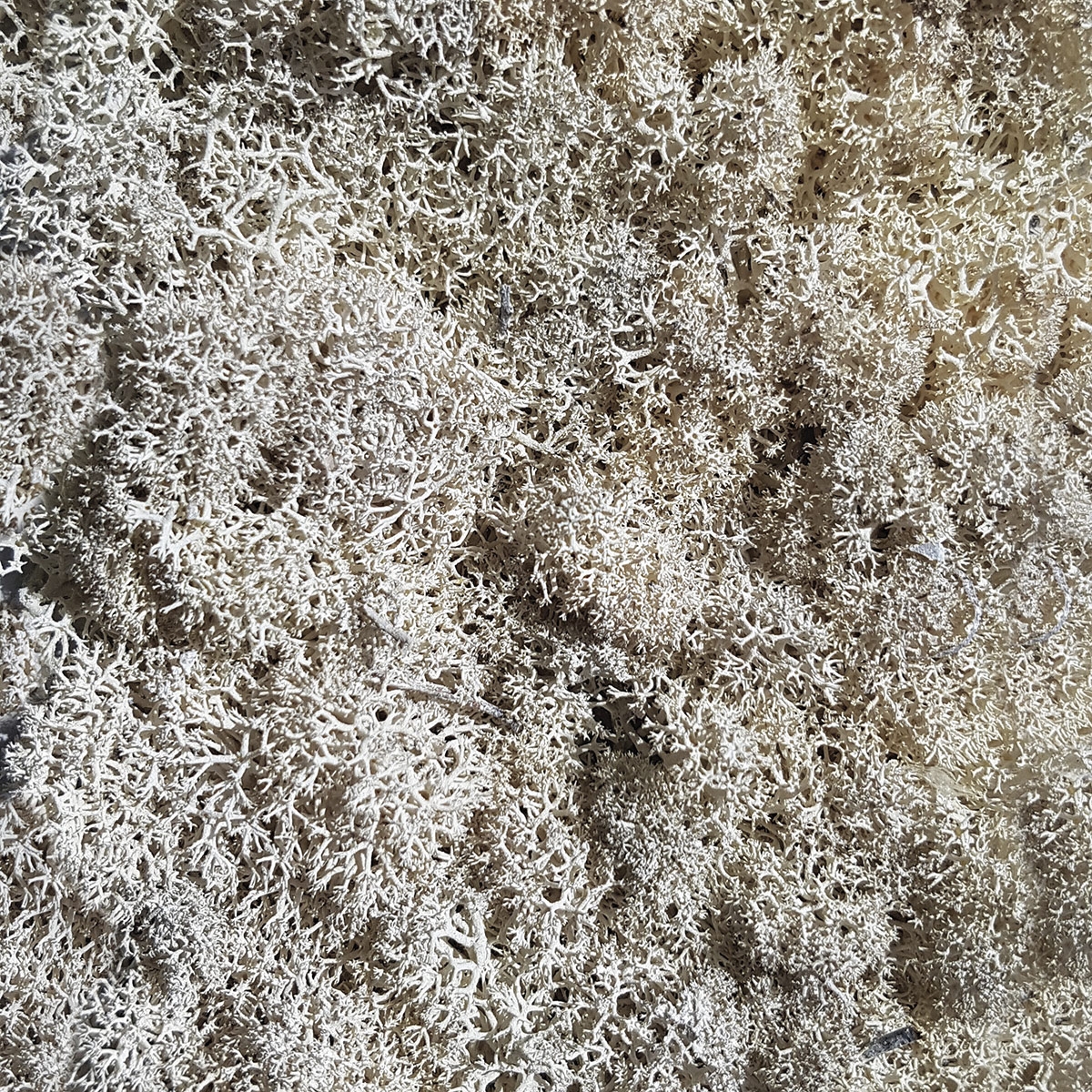 Mostra il prodotto Islandmoos weiss del produttore StoneslikeStones
