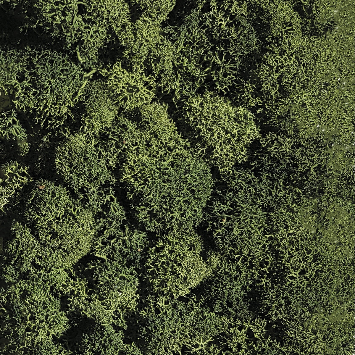 Mostra il prodotto Islandmoos dunkelgrün del produttore StoneslikeStones