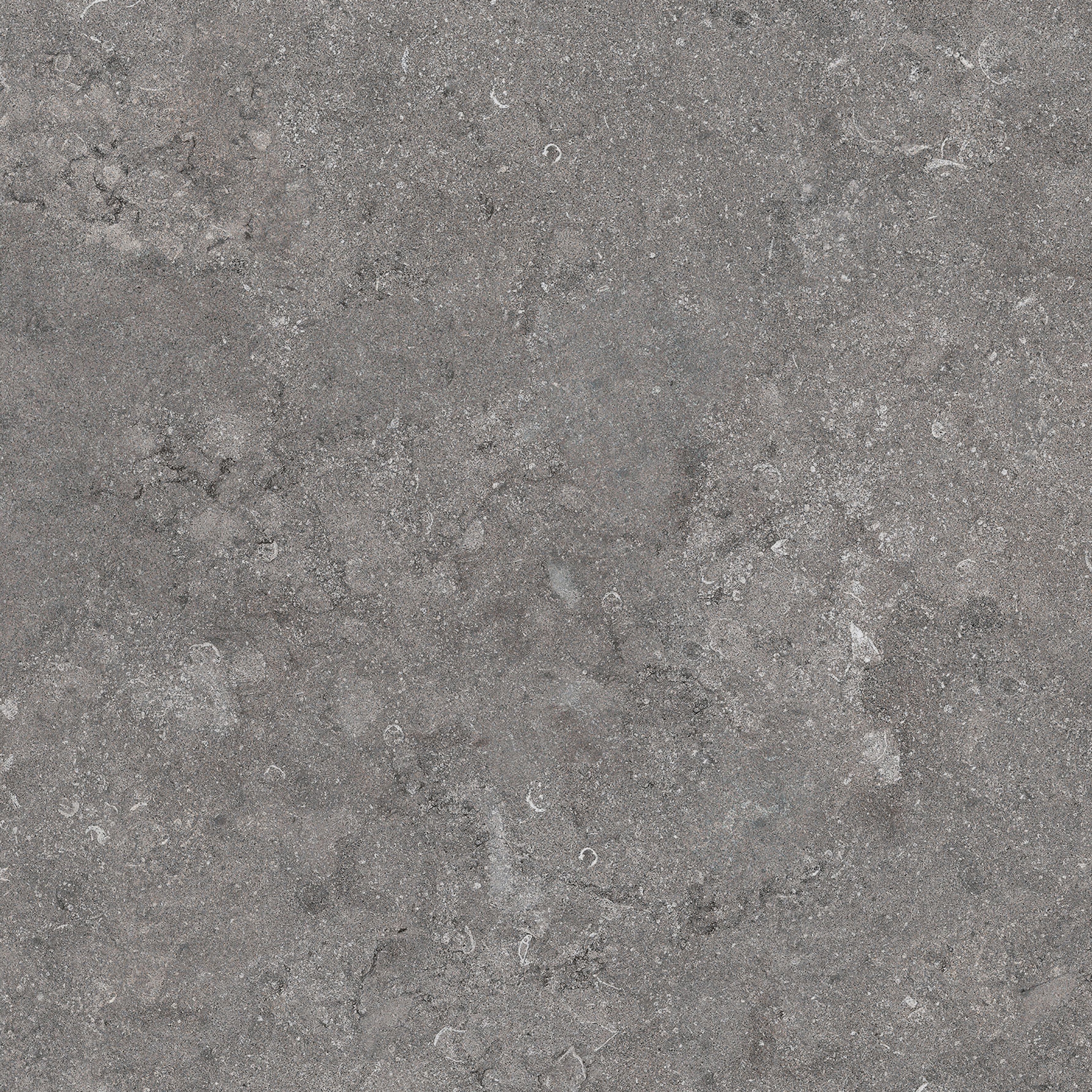 Gris Belge NE 31