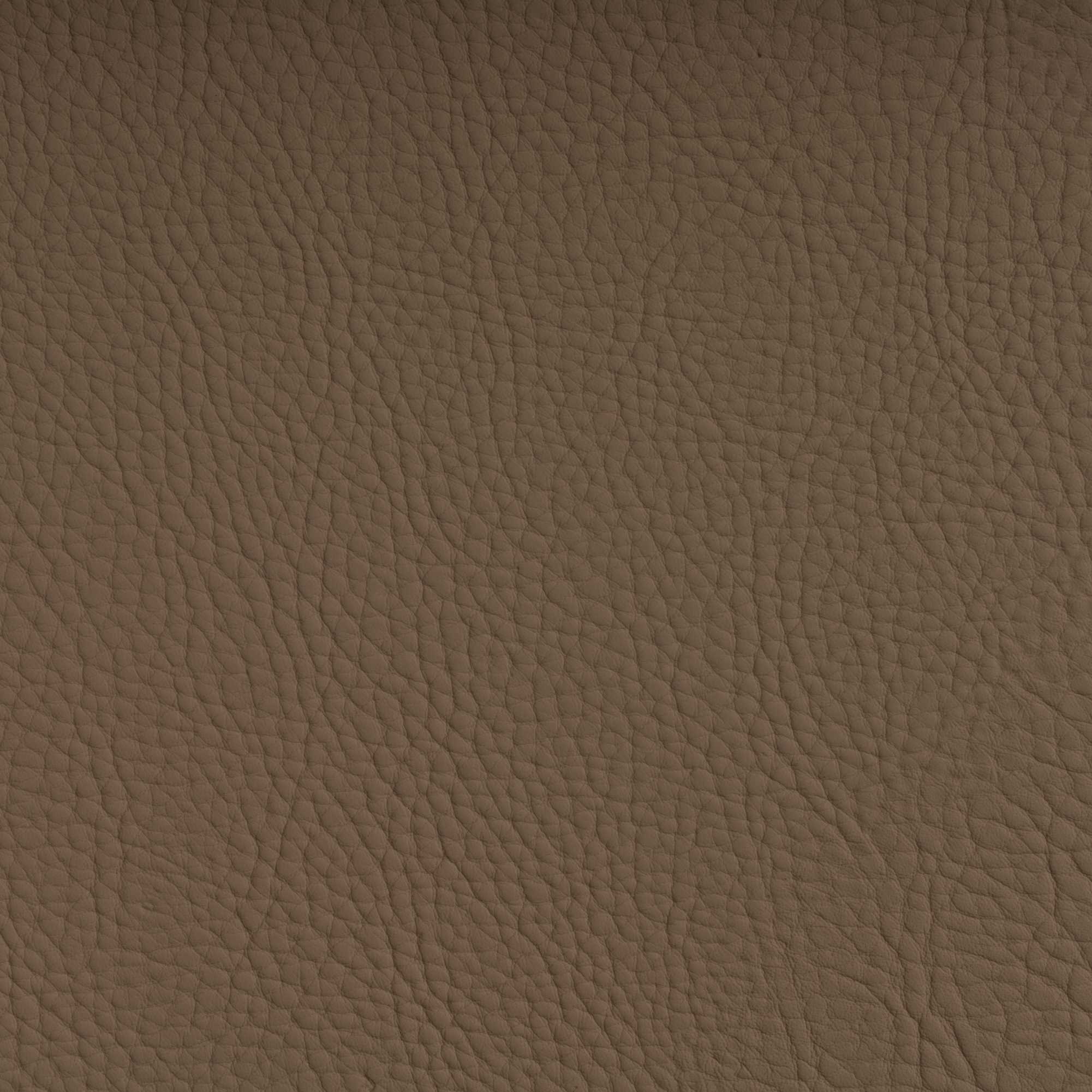CHRONOS™ PORTOBELLO