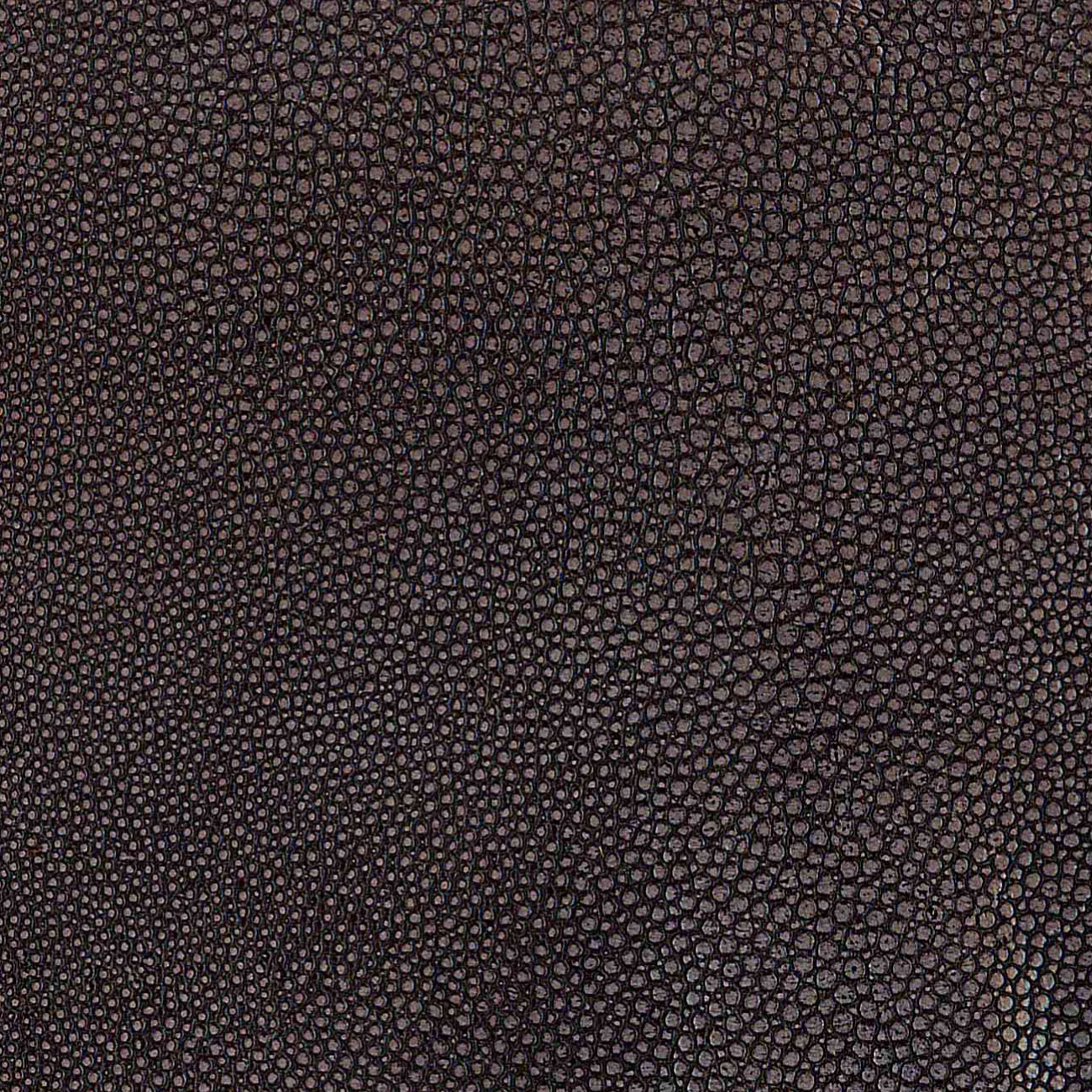Natural Lorea Beluga brown