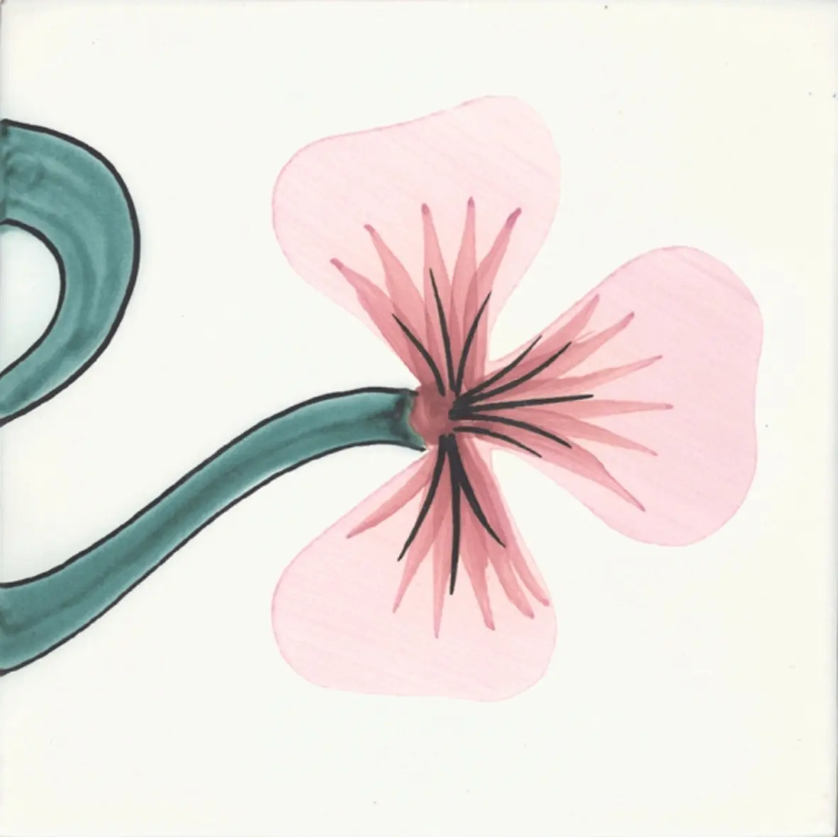 La Riggiola - LR PO Giannutri