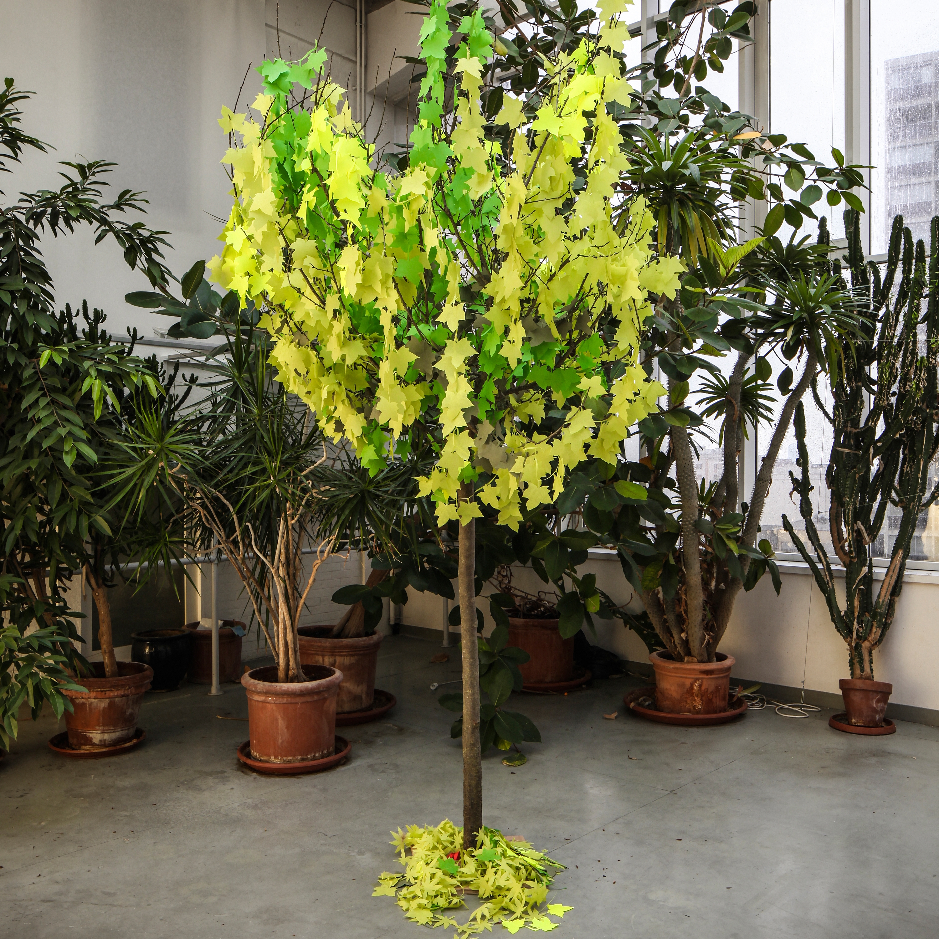 Afficher le produit Fleurs herable du fabricant PROCÉDÉS CHÉNEL