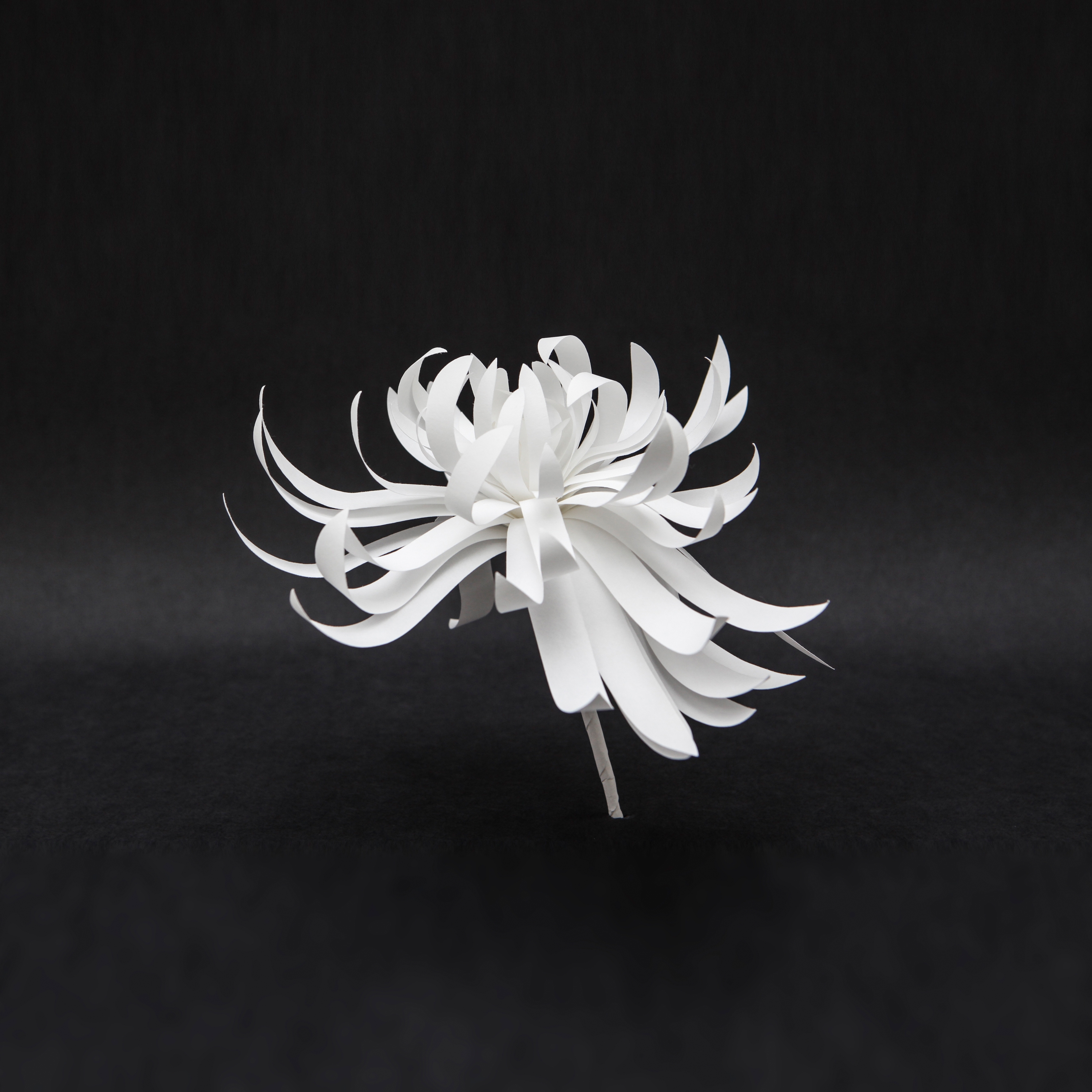 Afficher le produit Fleurs du fabricant PROCÉDÉS CHÉNEL