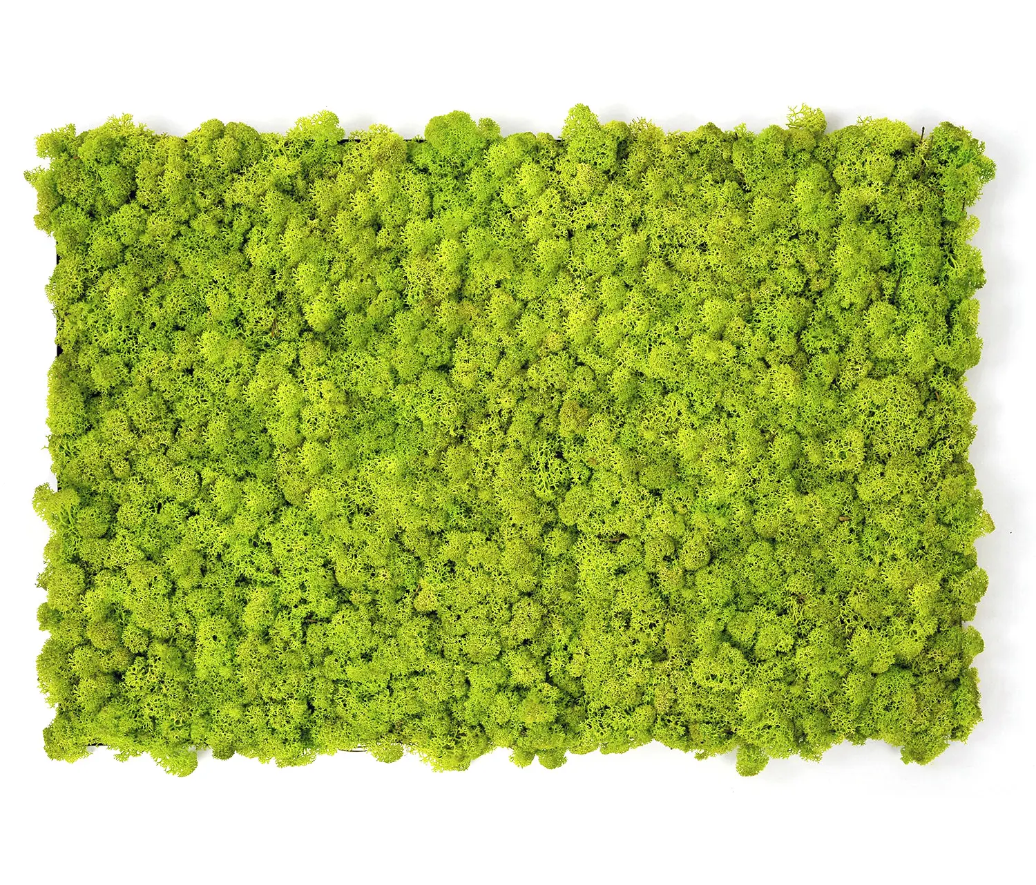 Verde Profilo - MOSSwall®