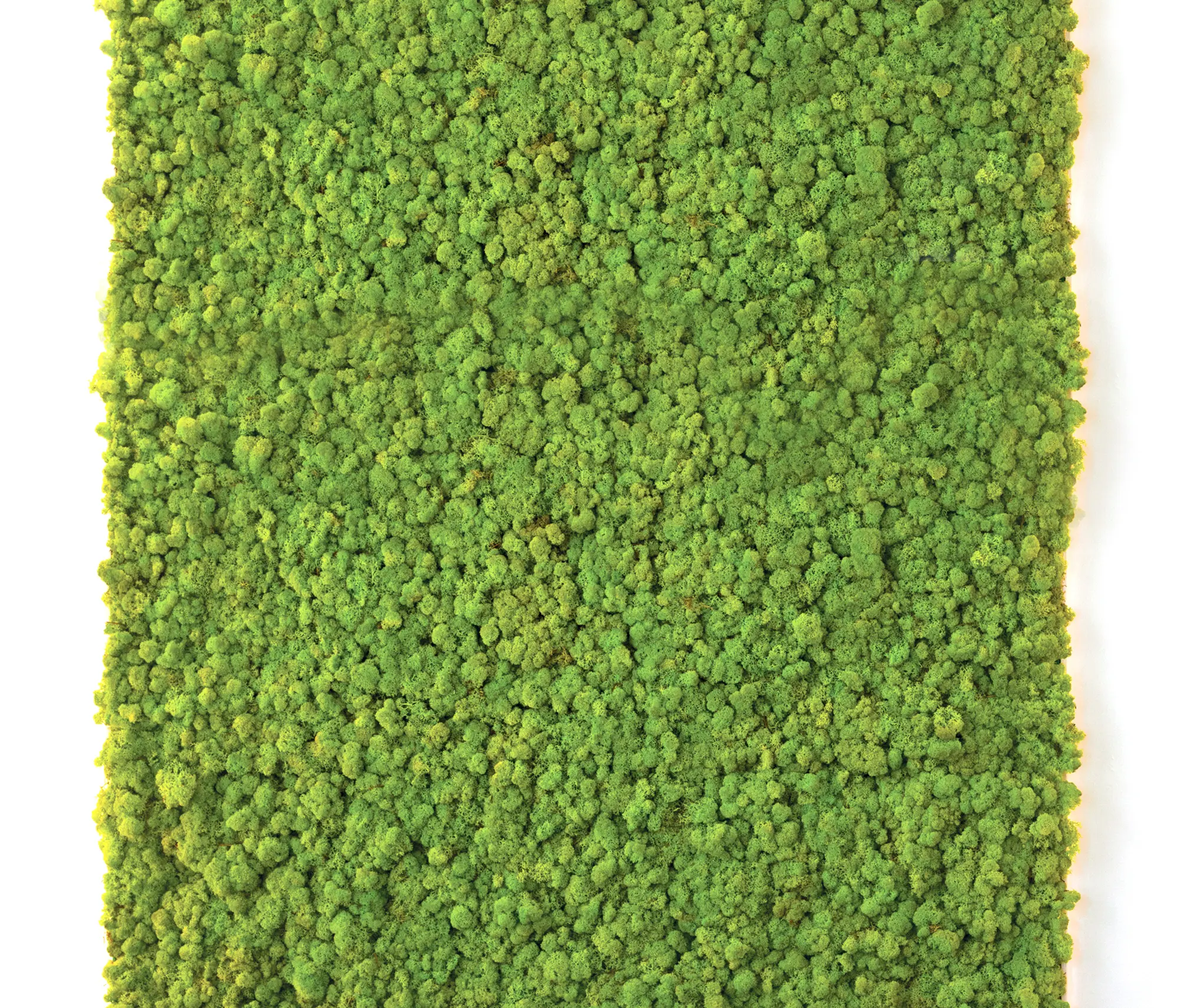 Verde Profilo - Moss Wall