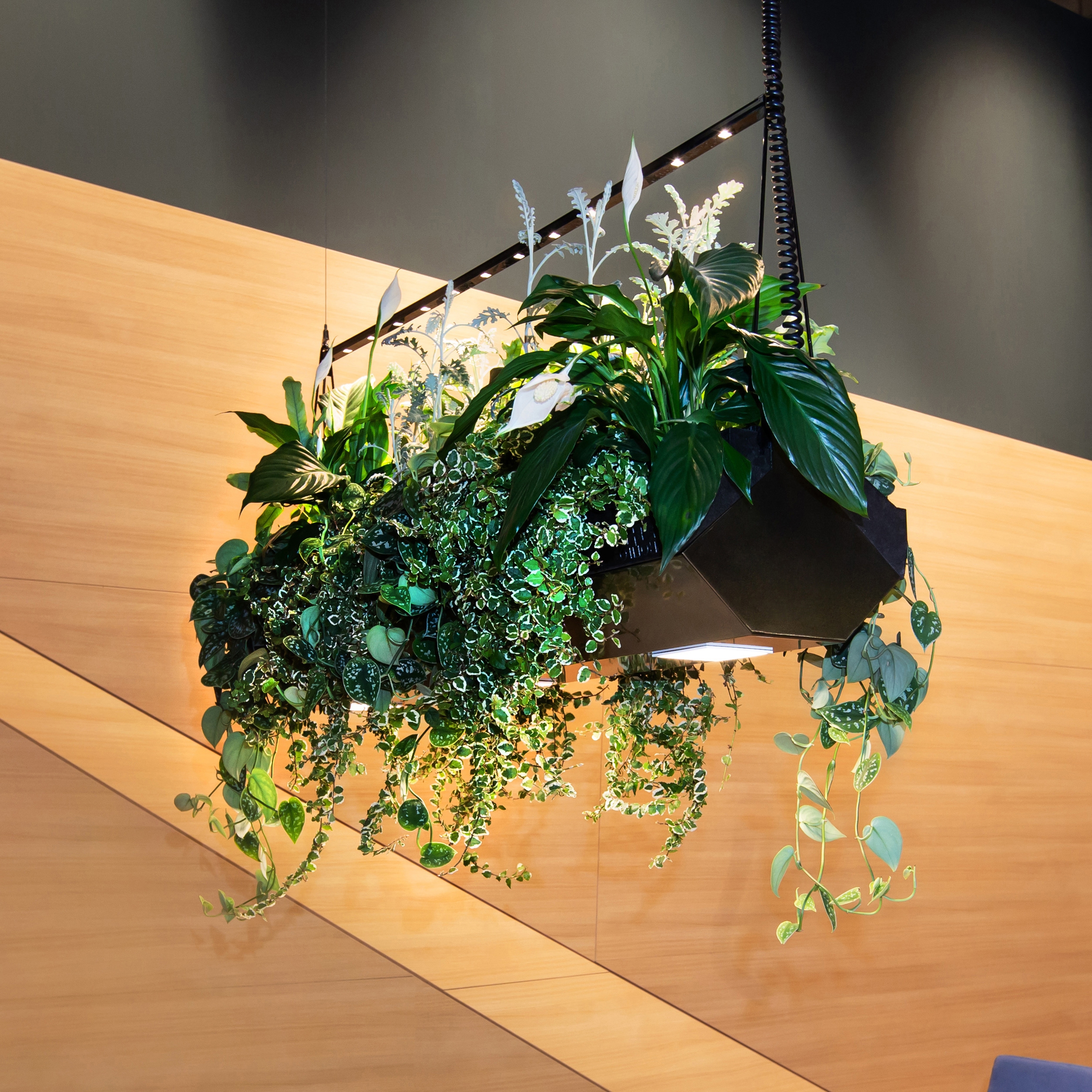Afficher le produit Green for Indoor | VP-Cloud du fabricant Verde Profilo