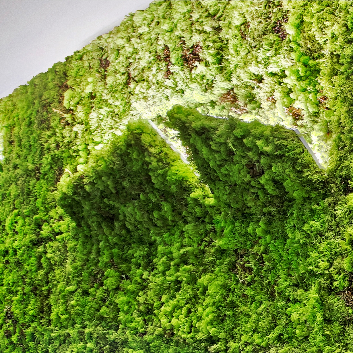 Display product MOSSwall® Applique from manufacturer Verde Profilo
