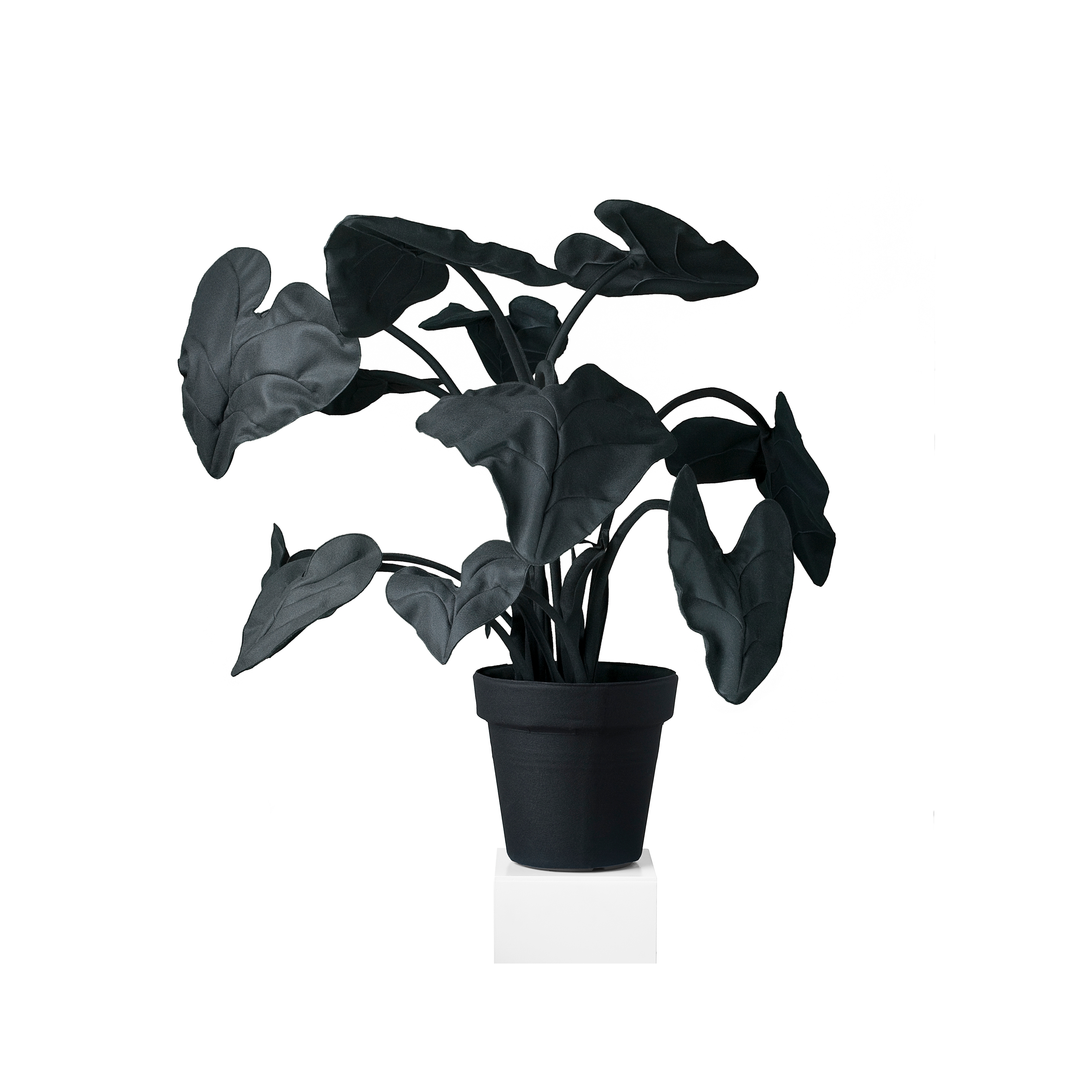 Display product Alocasia Black/White from manufacturer JAN WILLEM de LAIVE