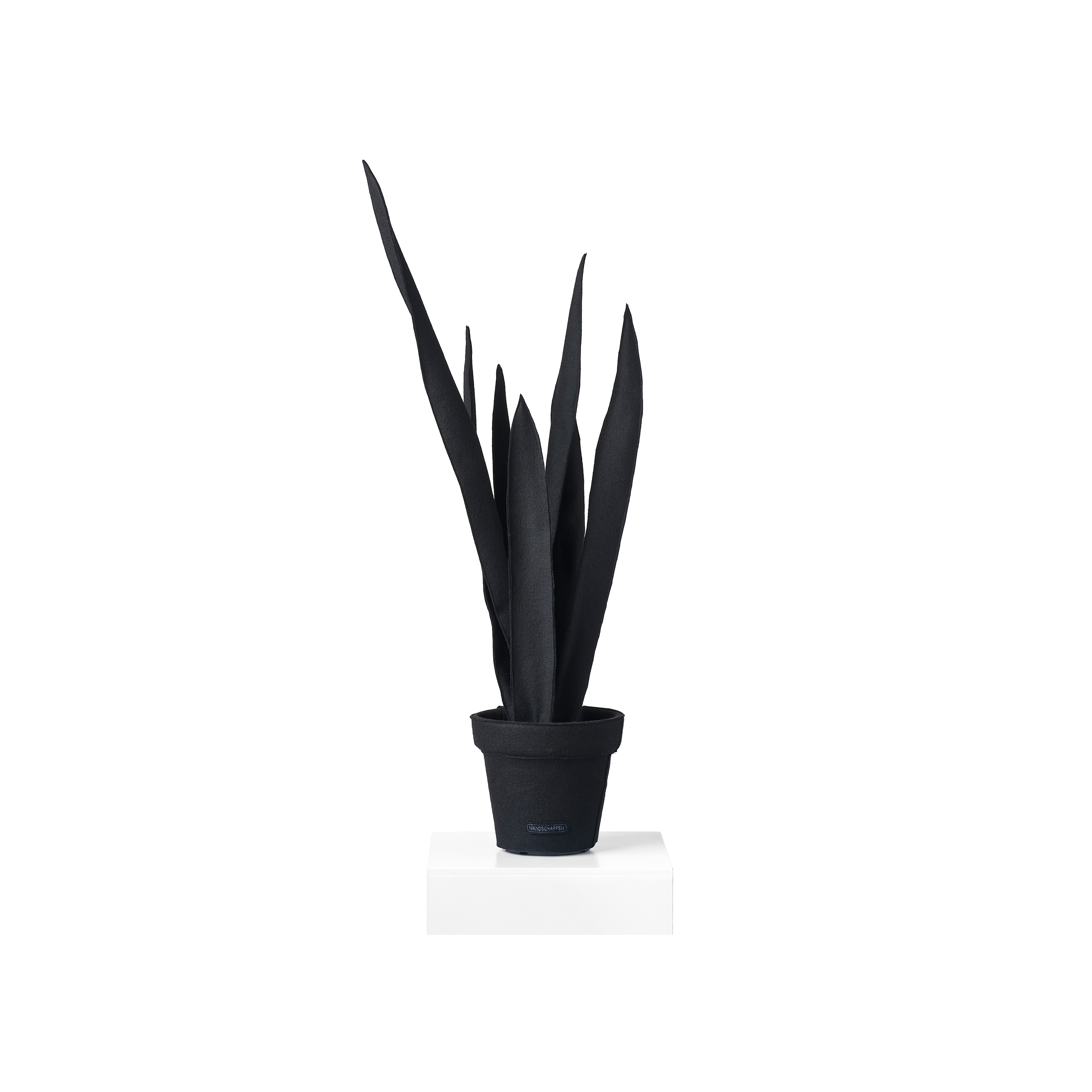 Sanseveria Black/White