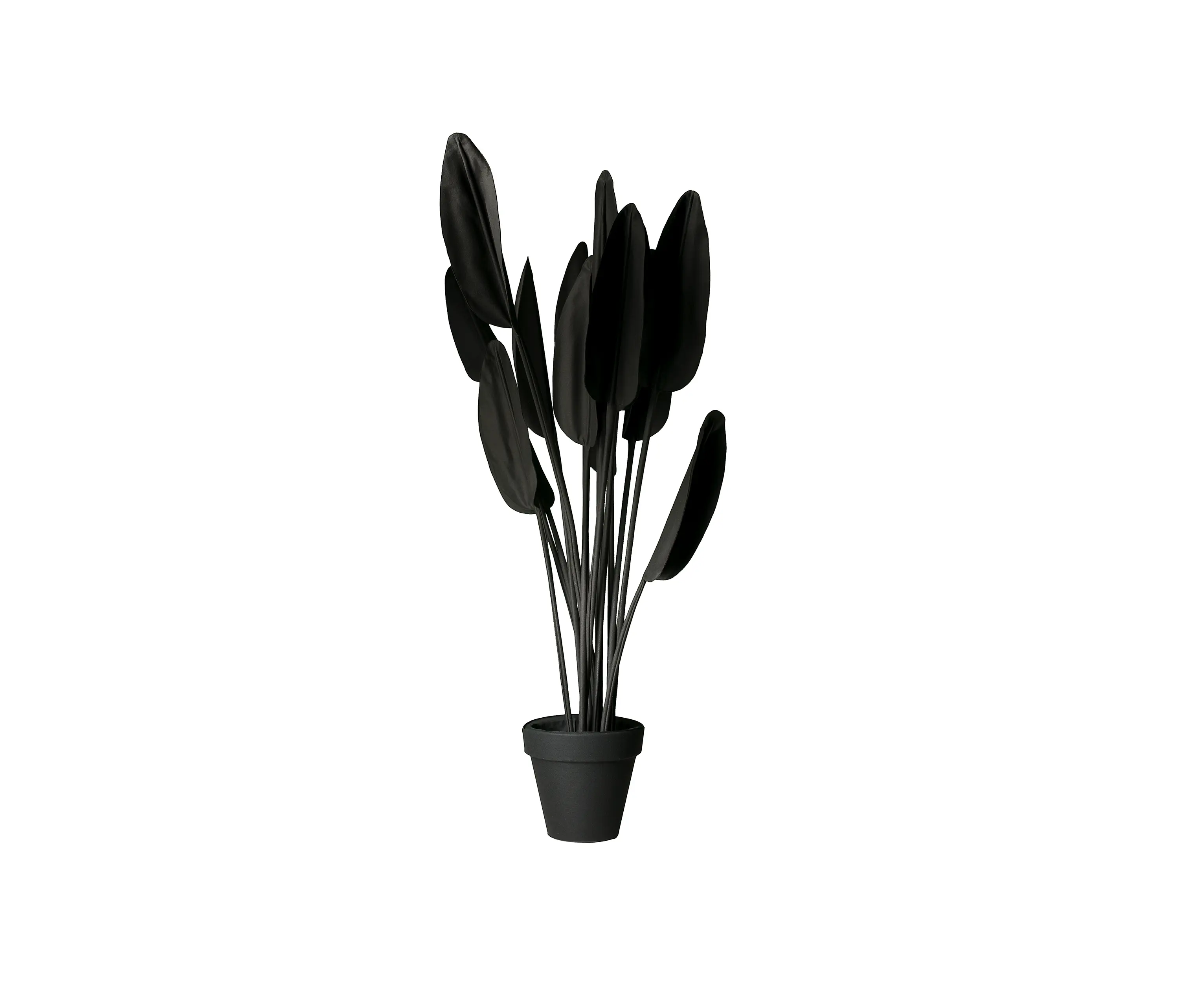 JAN WILLEM de LAIVE - Strelitzia Black/White