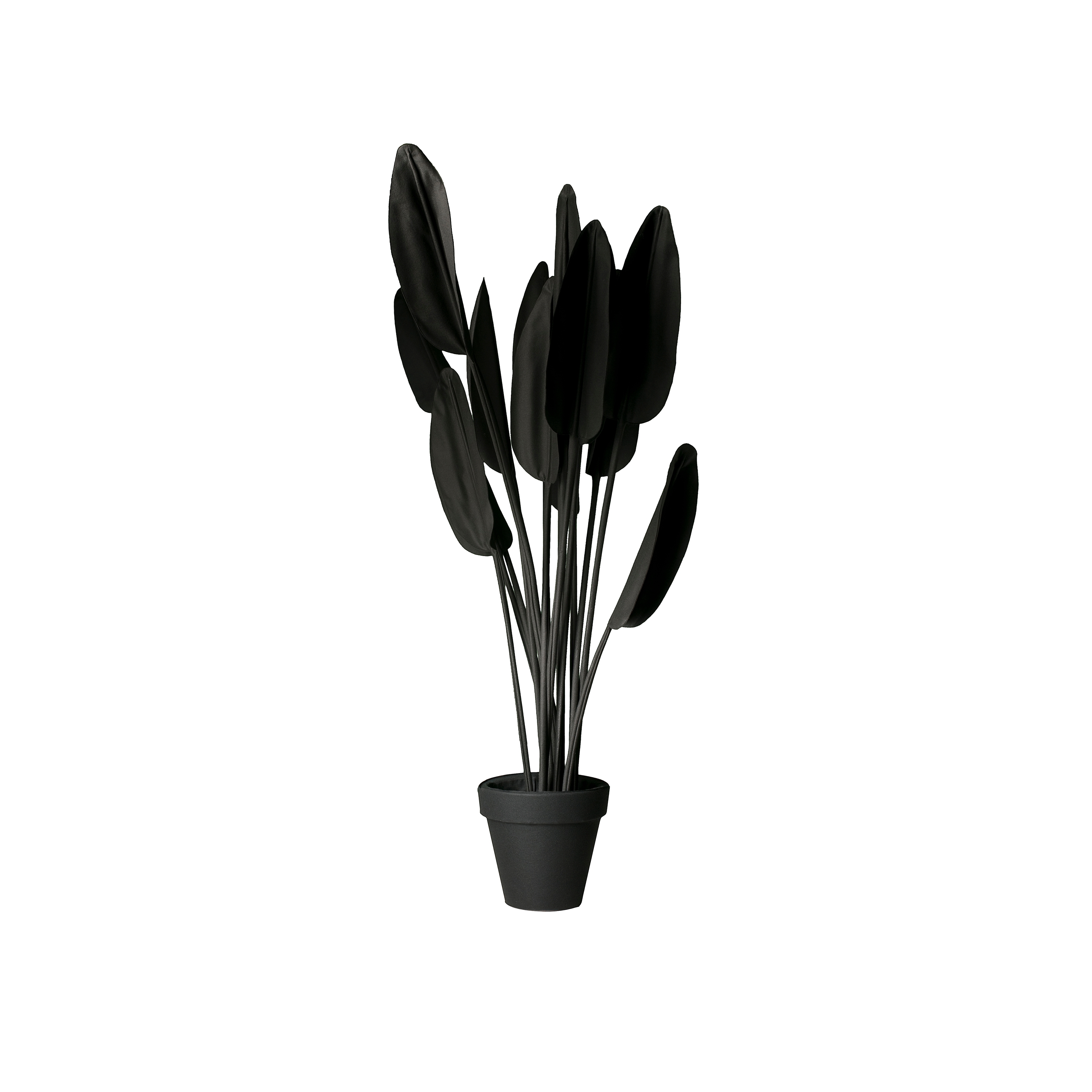 Strelitzia Black/White