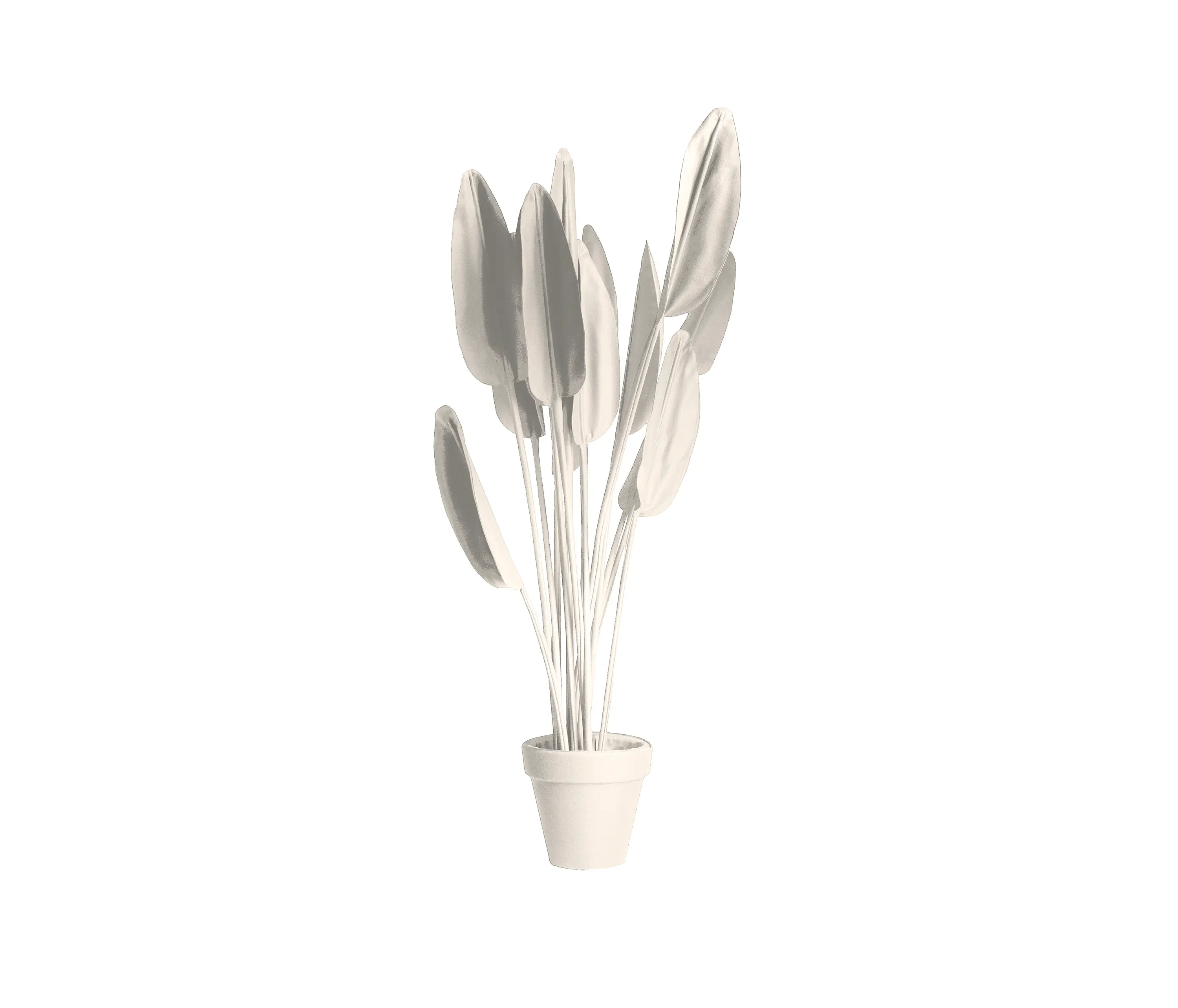 JAN WILLEM de LAIVE - Strelitzia Black/White