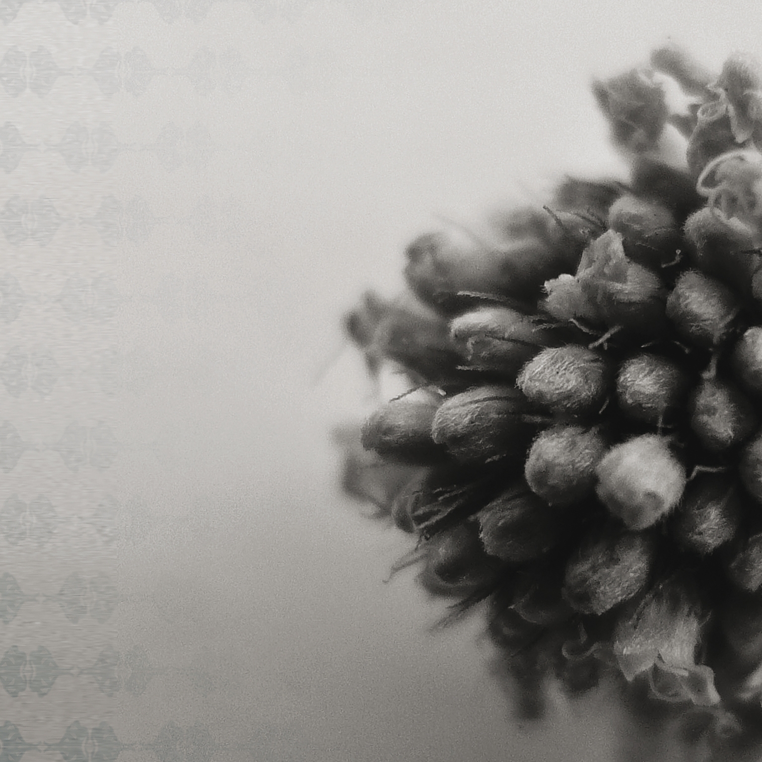 Mostra il prodotto Bouquet Gris del produttore Agena