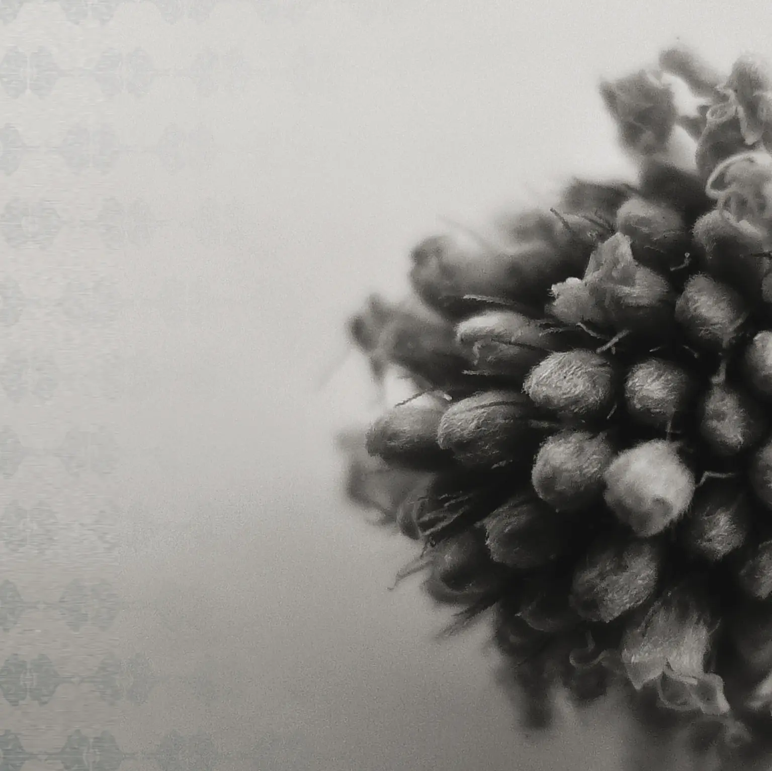 Agena - Bouquet Gris