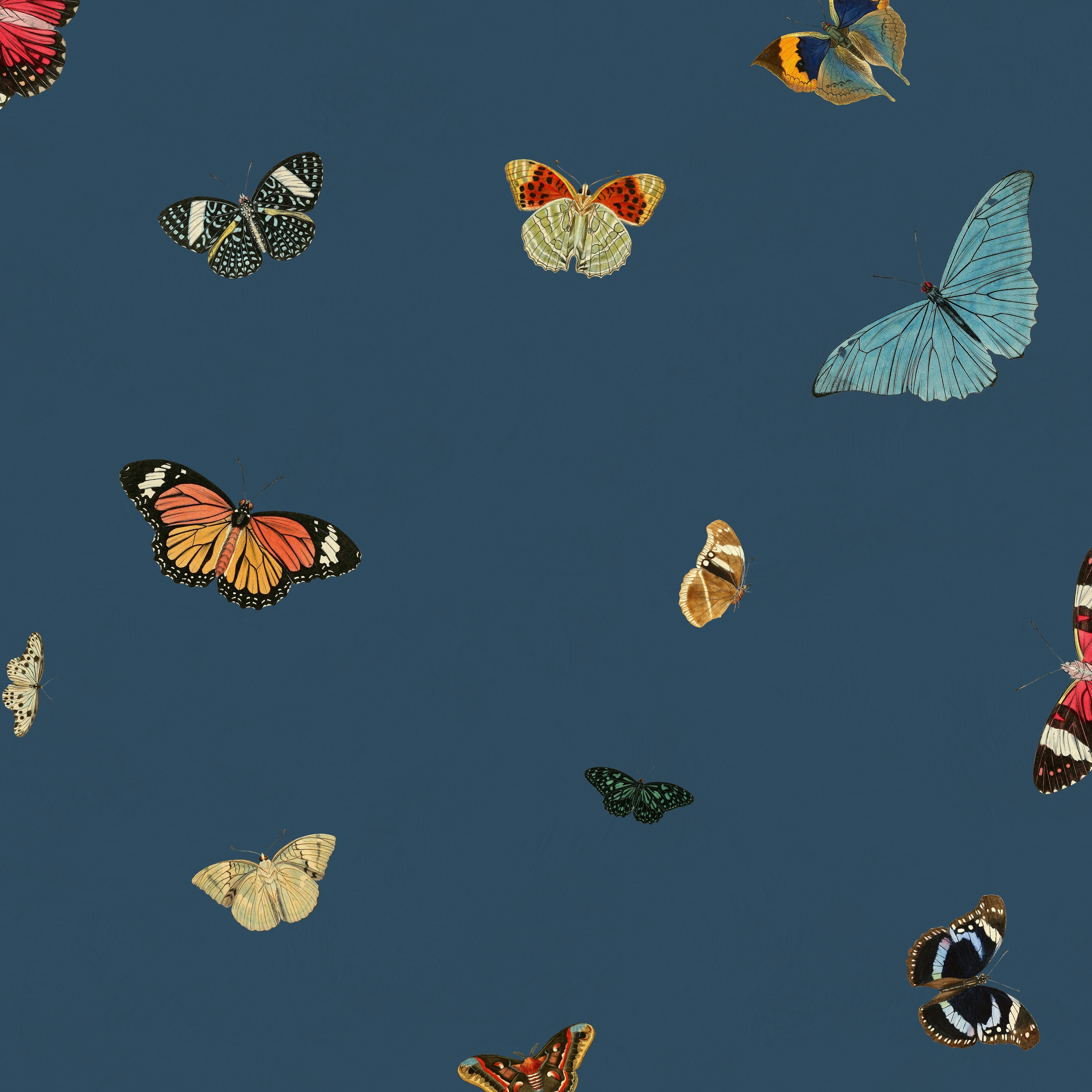 Vertoon produk Feathers EV.FE.3 van vervaardiger Agena