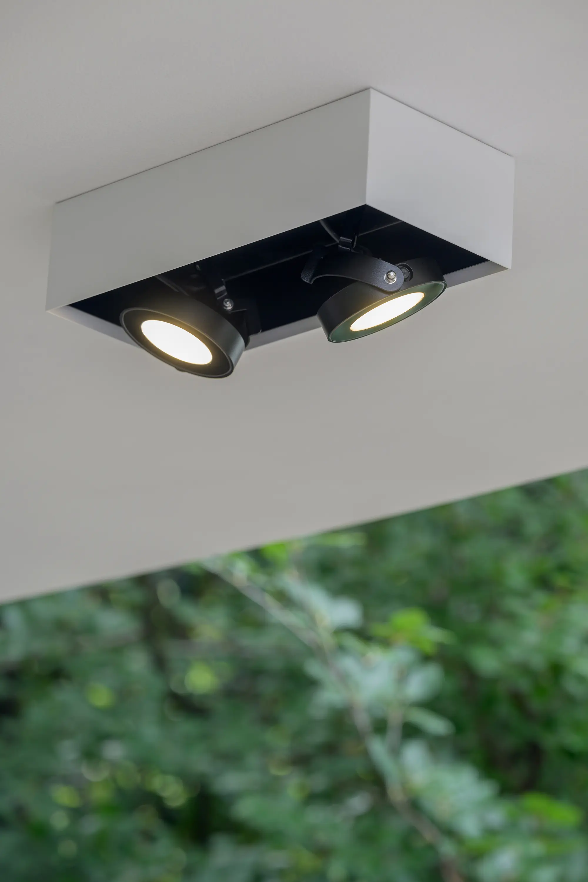 Platek - Frog Ceiling