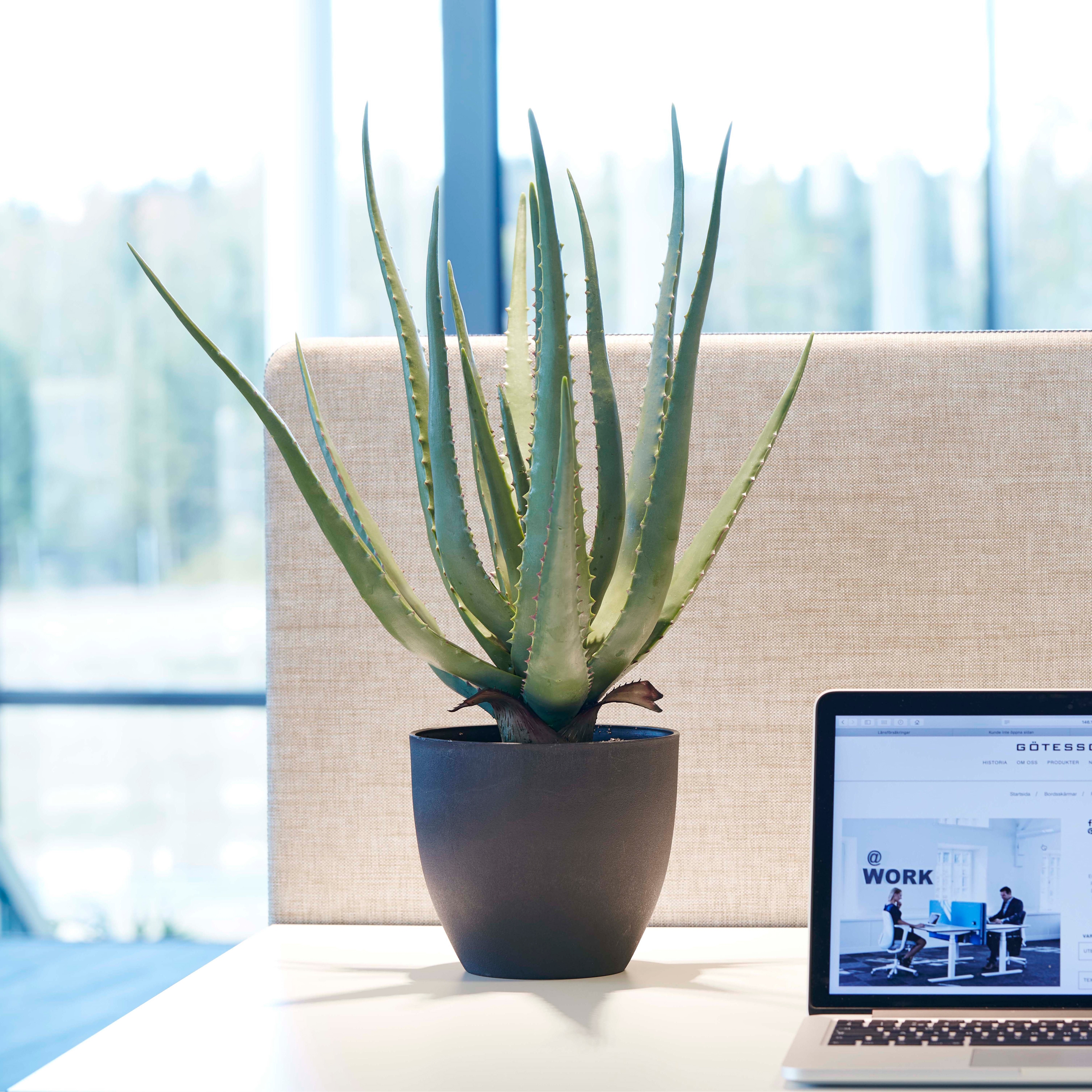 Display product Artificial Plants | Aloe Vera incl. black pot from manufacturer Götessons