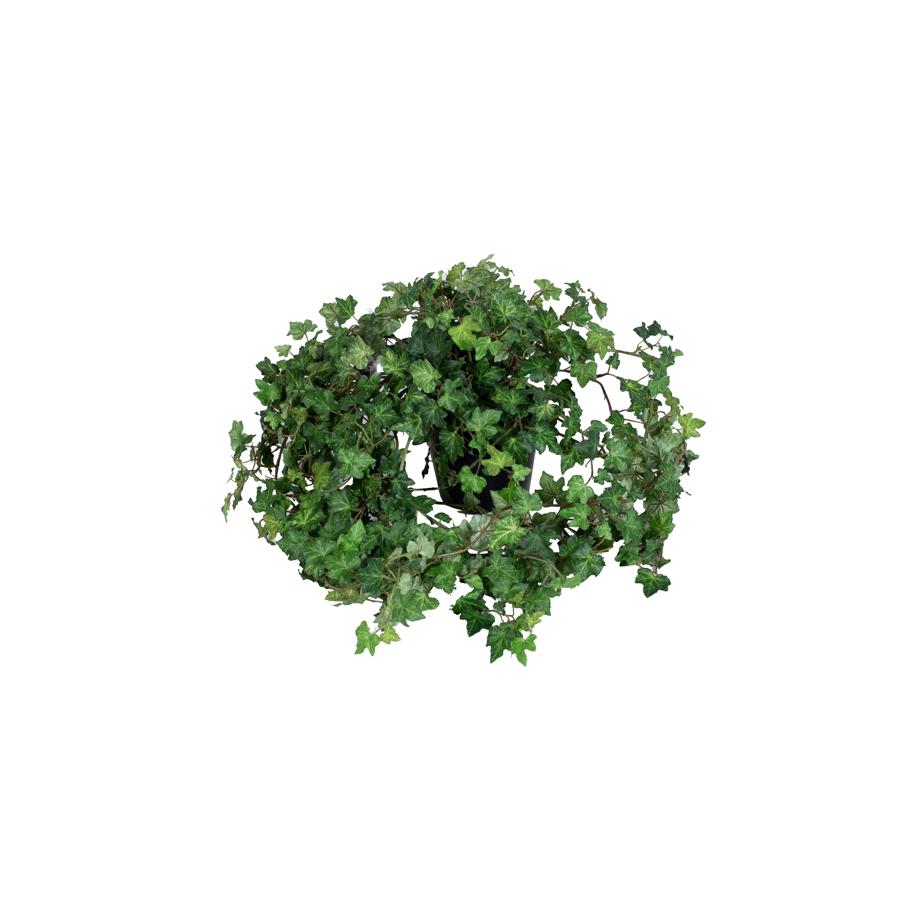 Display product Artificial Plants | Ivy from manufacturer Götessons