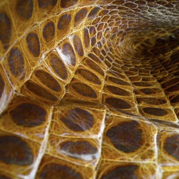 Cayman