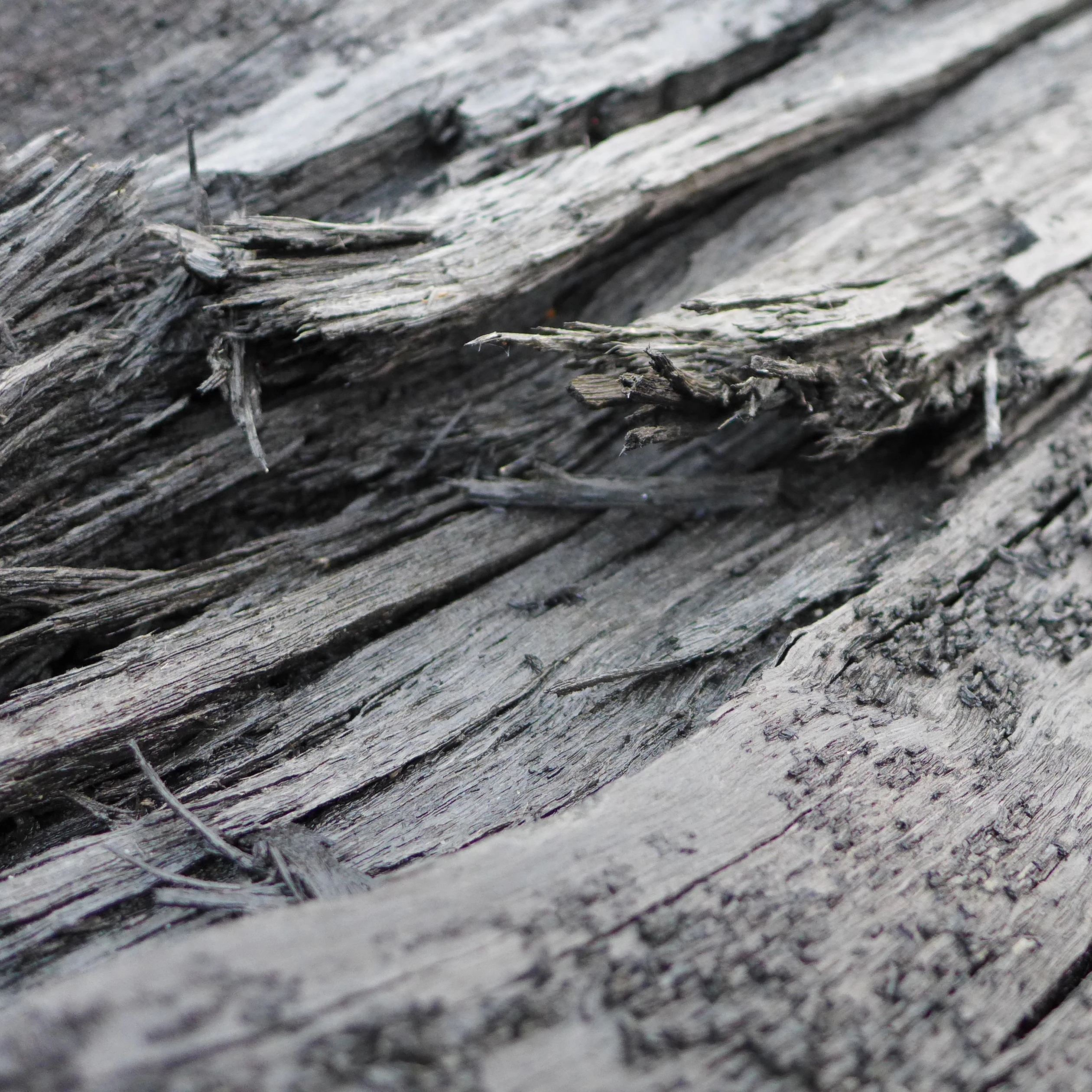 THE BOG OAK COLLECTION