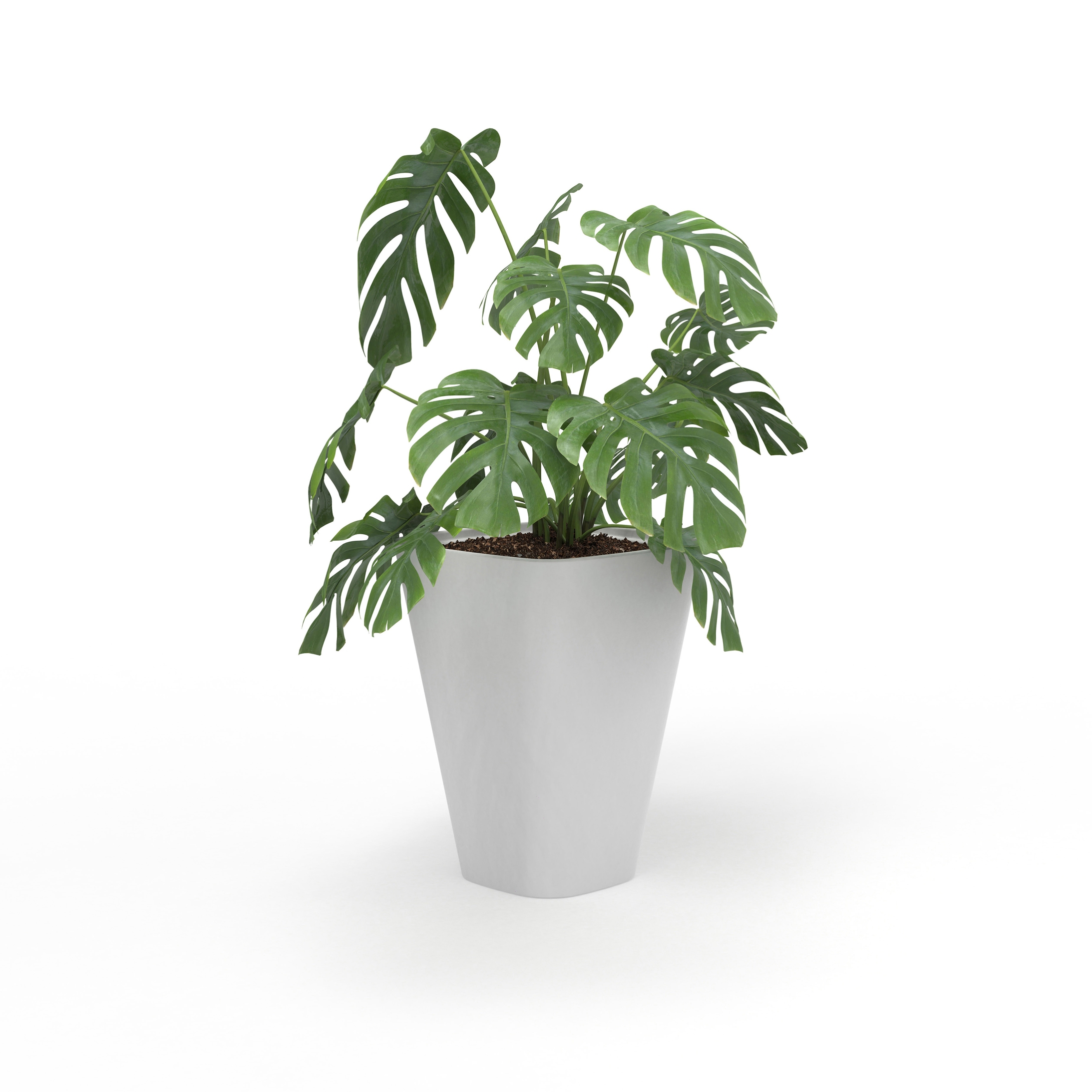 Afficher le produit Kono, Planter du fabricant Derlot