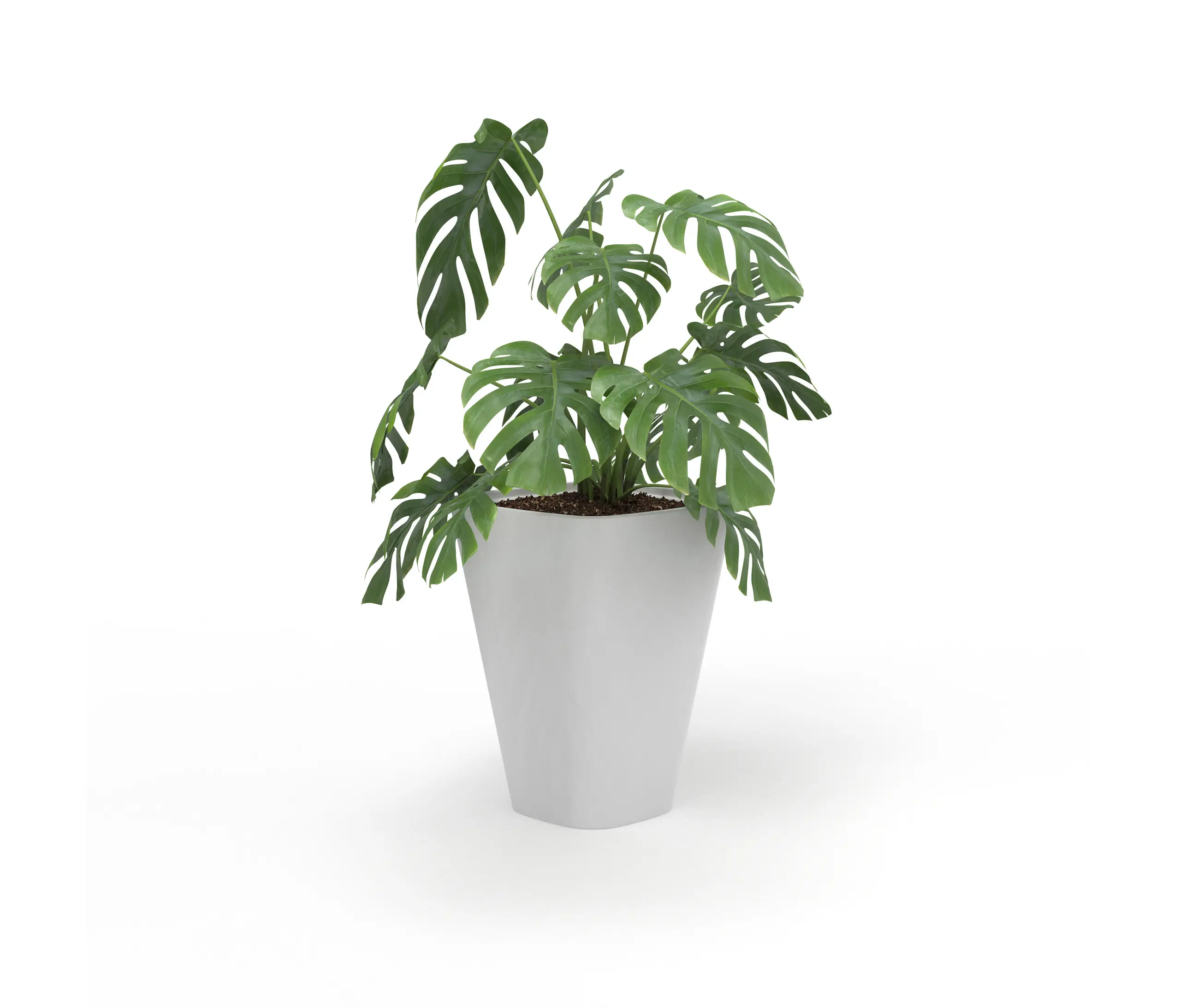 Derlot - Kono, Planter