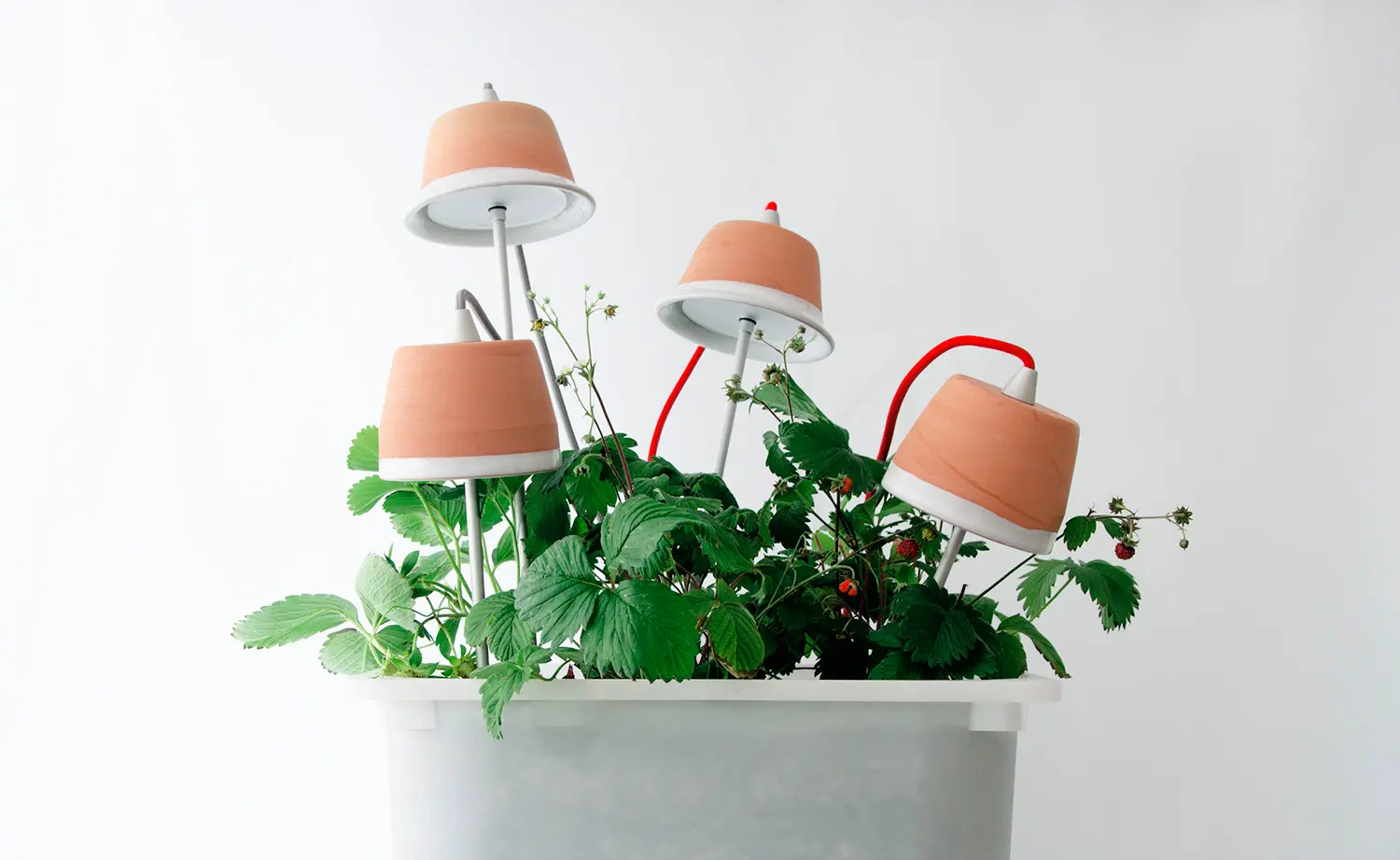 Bulbo - Cynara red