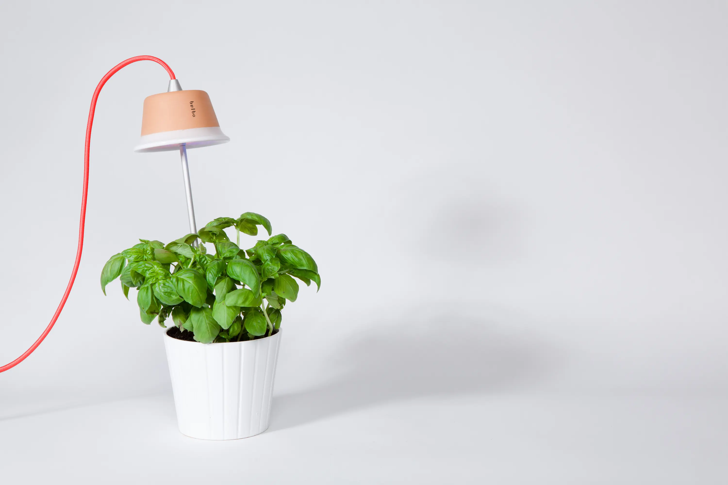 Bulbo - Cynara red
