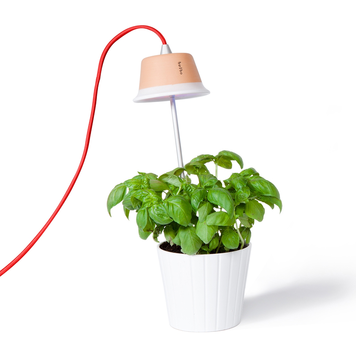 Mostra il prodotto Cynara red del produttore Bulbo