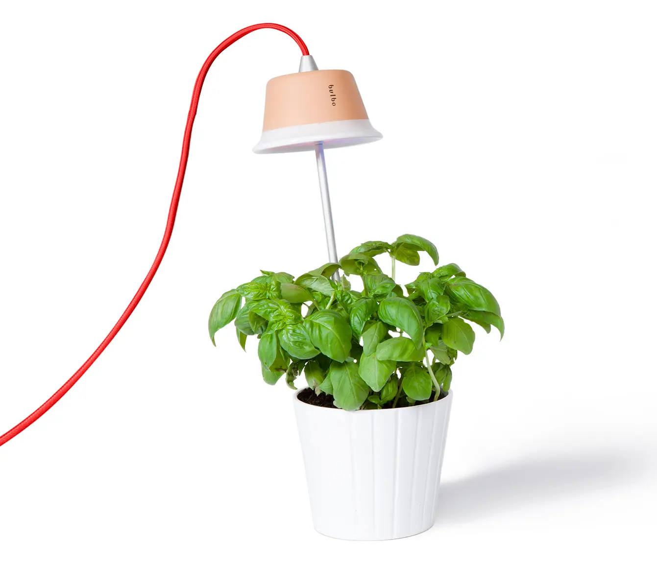 Bulbo - Cynara red