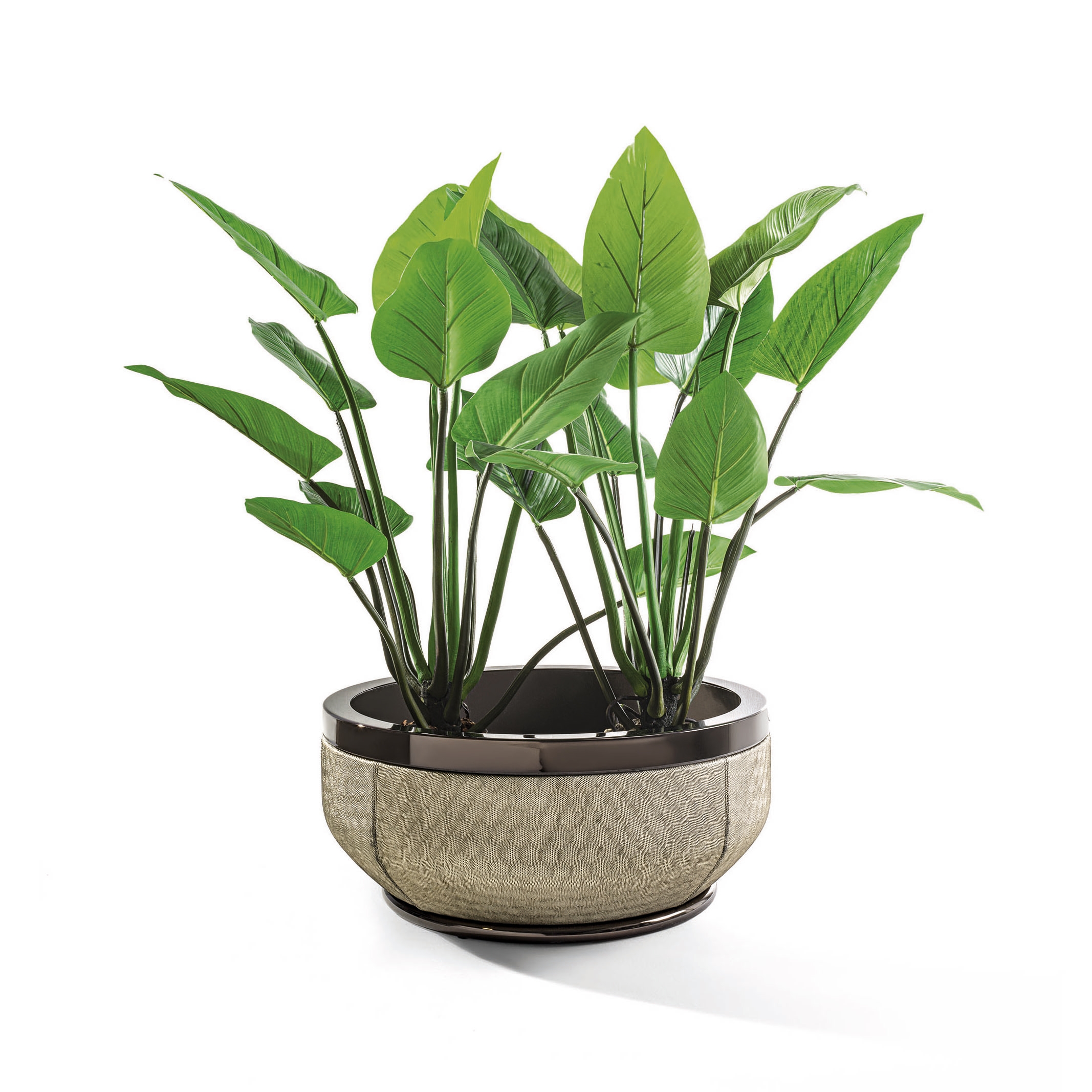 Display product Godwin from manufacturer Longhi S.p.a.